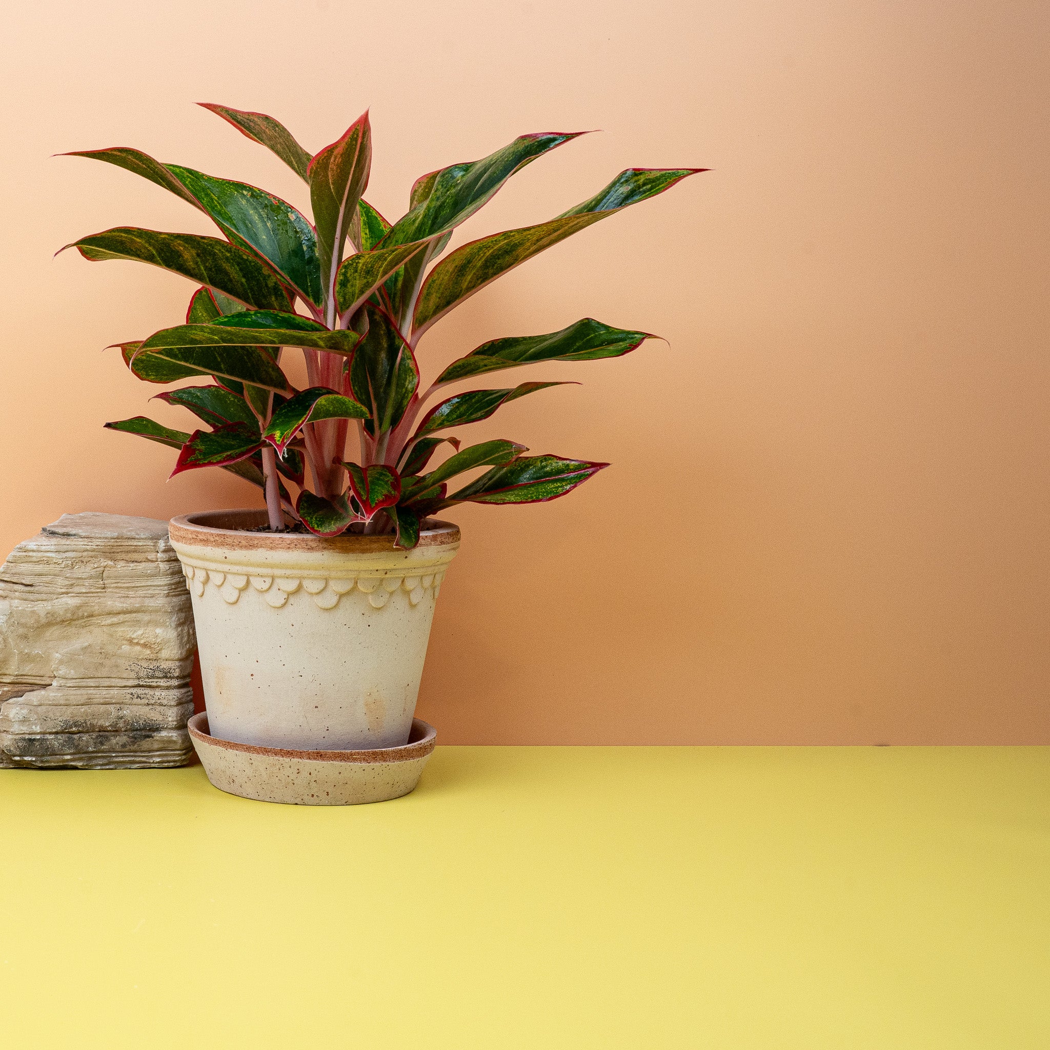 AGLAONEMA CRETE - Image 3