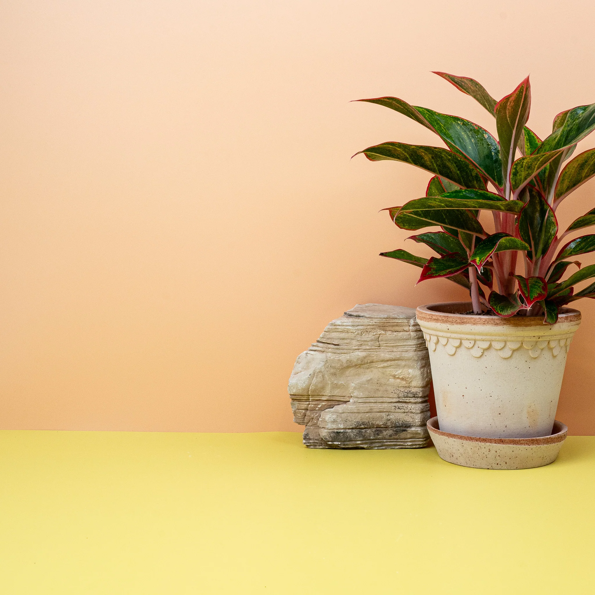 AGLAONEMA CRETE - Image 4