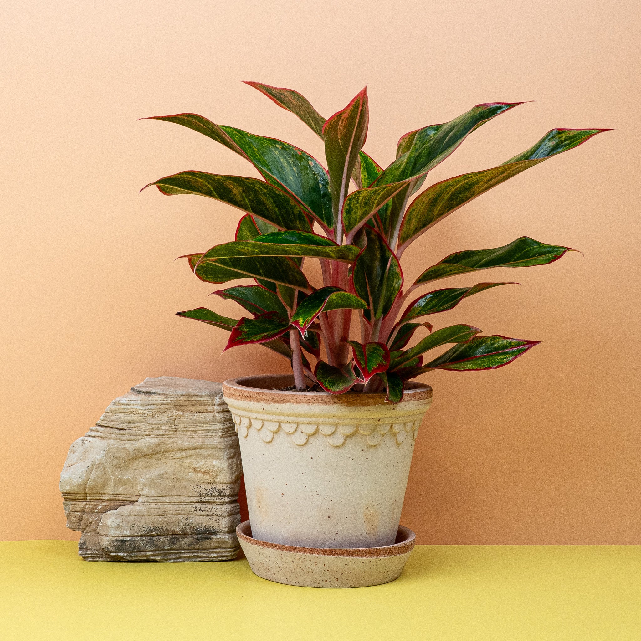 AGLAONEMA CRETE - Image 5