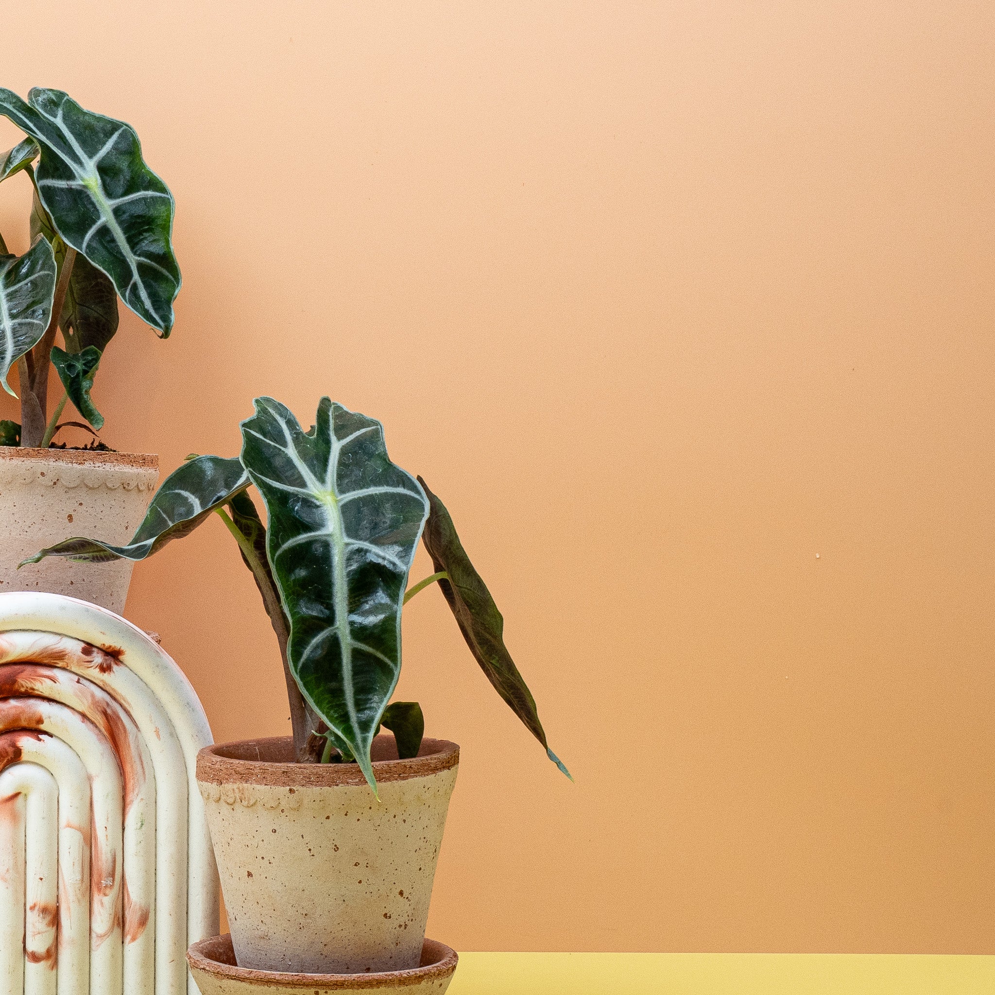 ALOCASIA AMAZONICA - Image 10