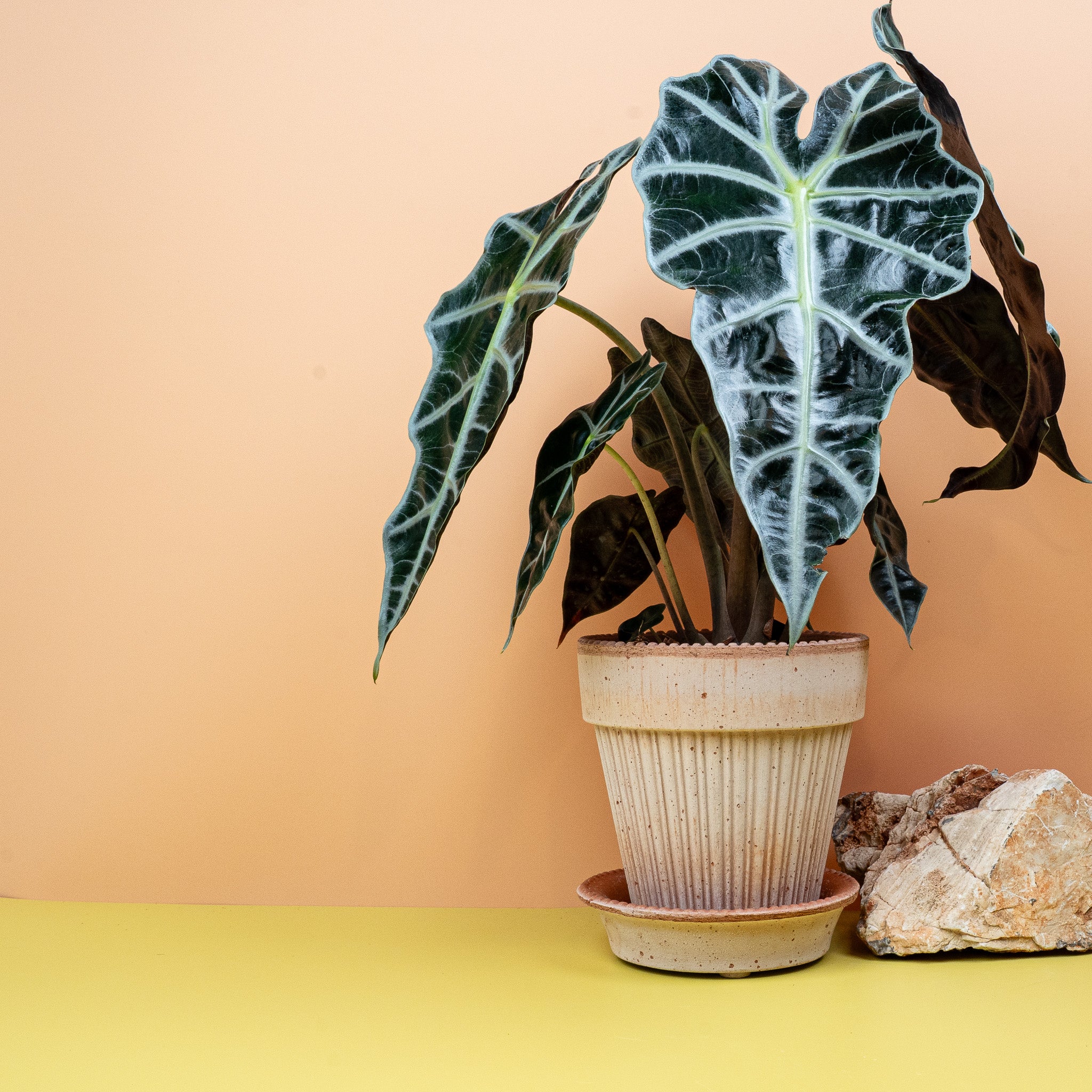 ALOCASIA AMAZONICA - Image 3