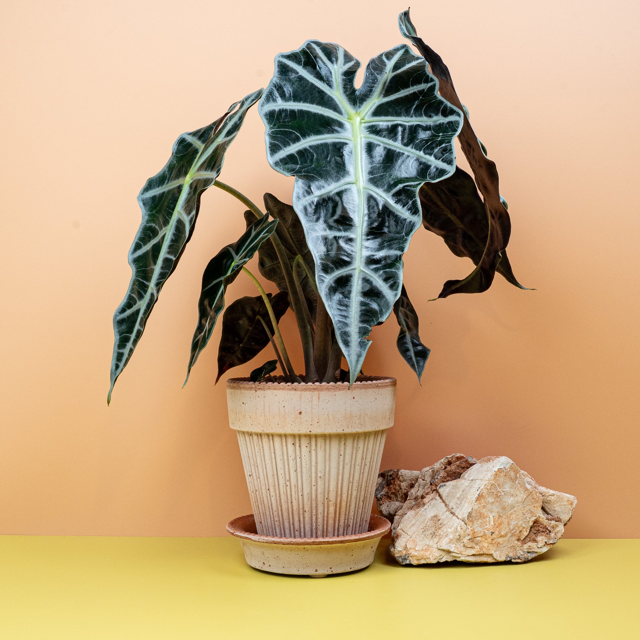 ALOCASIA AMAZONICA - Image 4