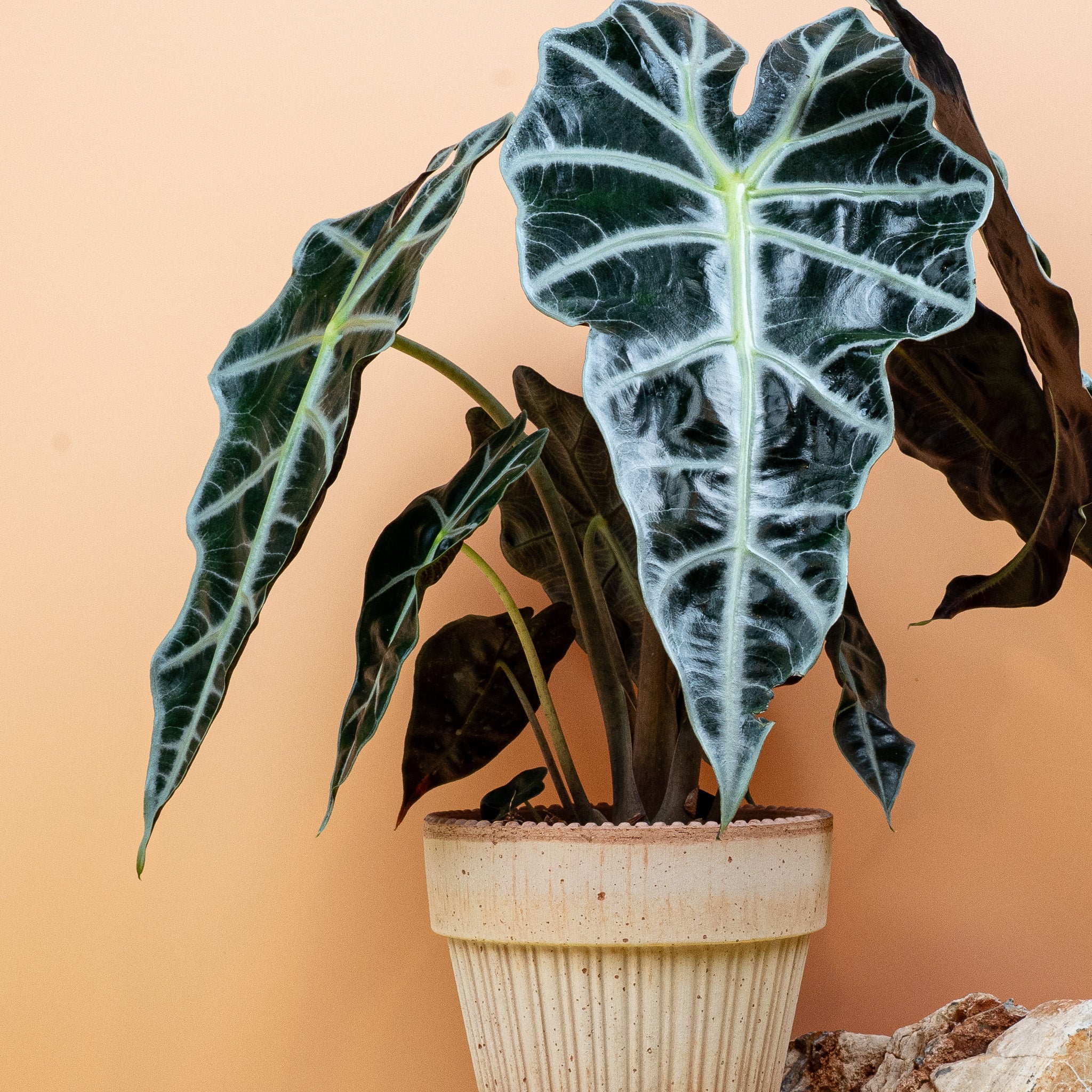 ALOCASIA AMAZONICA - Image 5