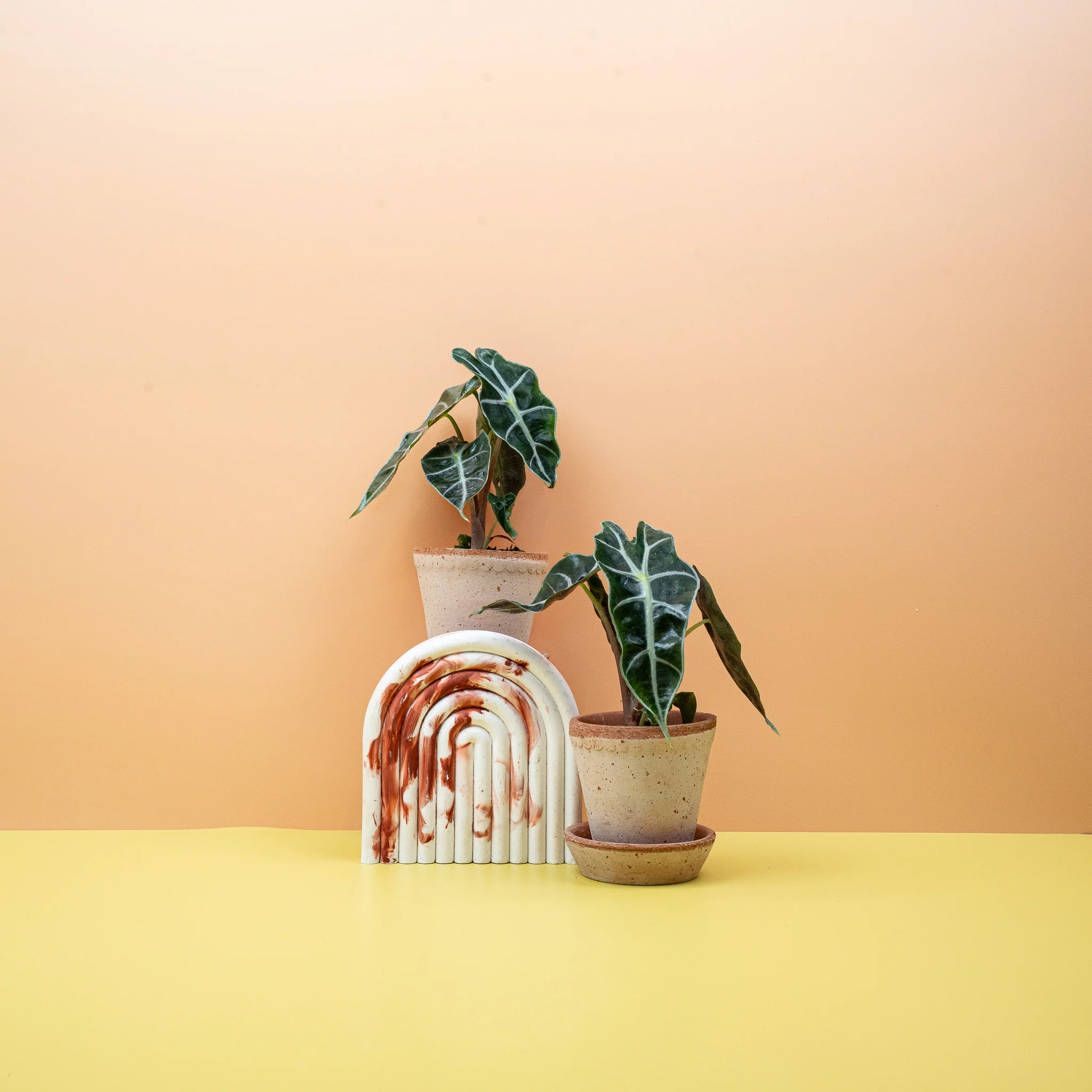 ALOCASIA AMAZONICA - Image 6