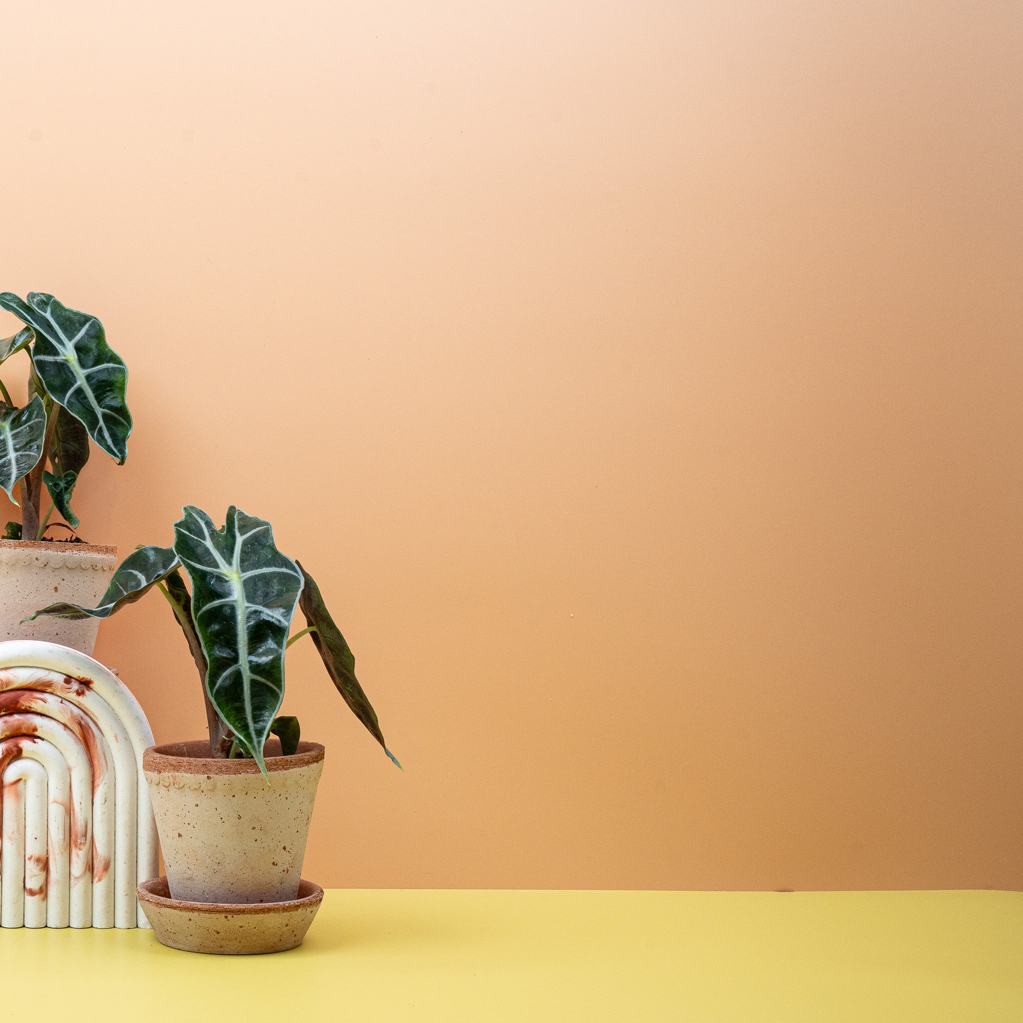 ALOCASIA AMAZONICA - Image 7