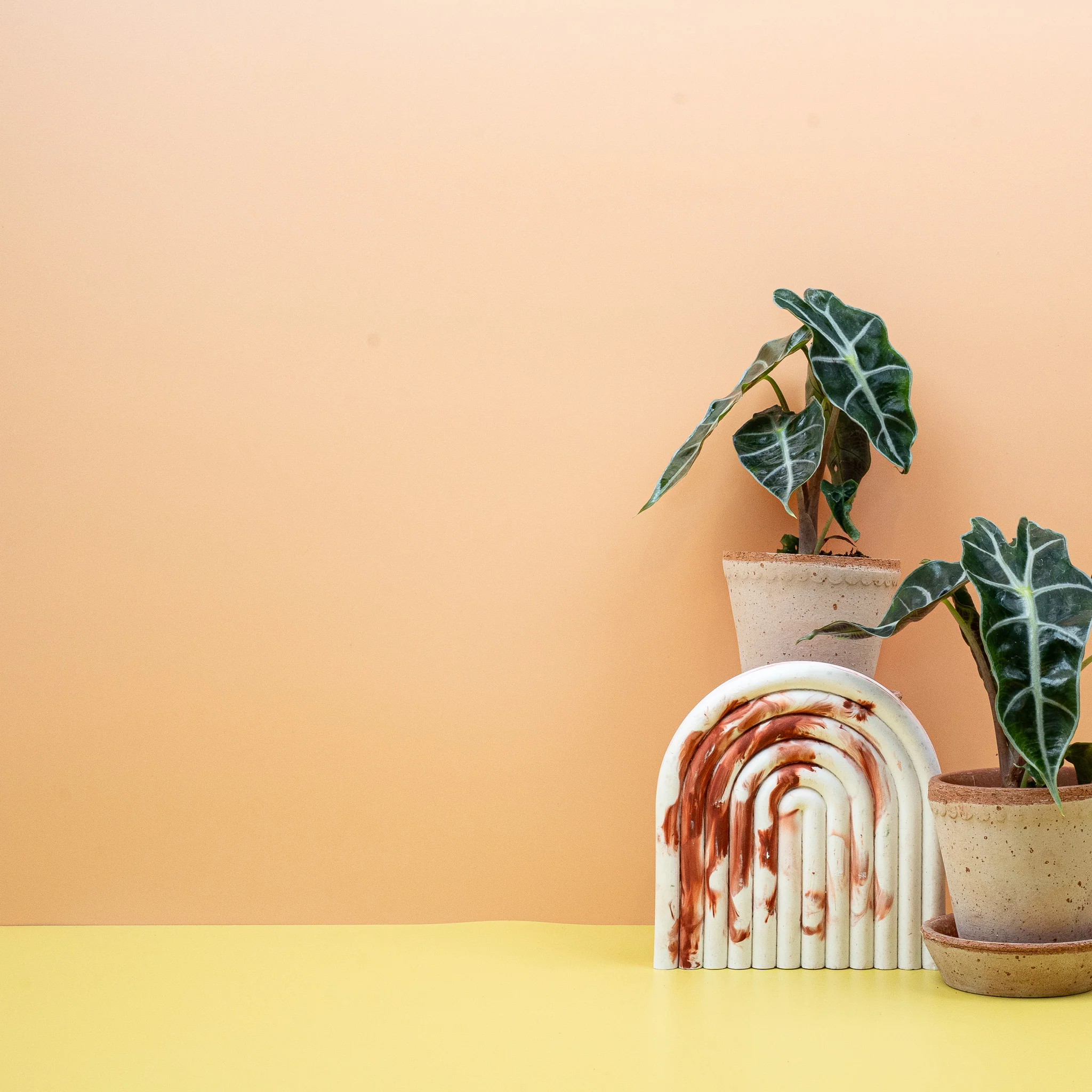 ALOCASIA AMAZONICA - Image 8