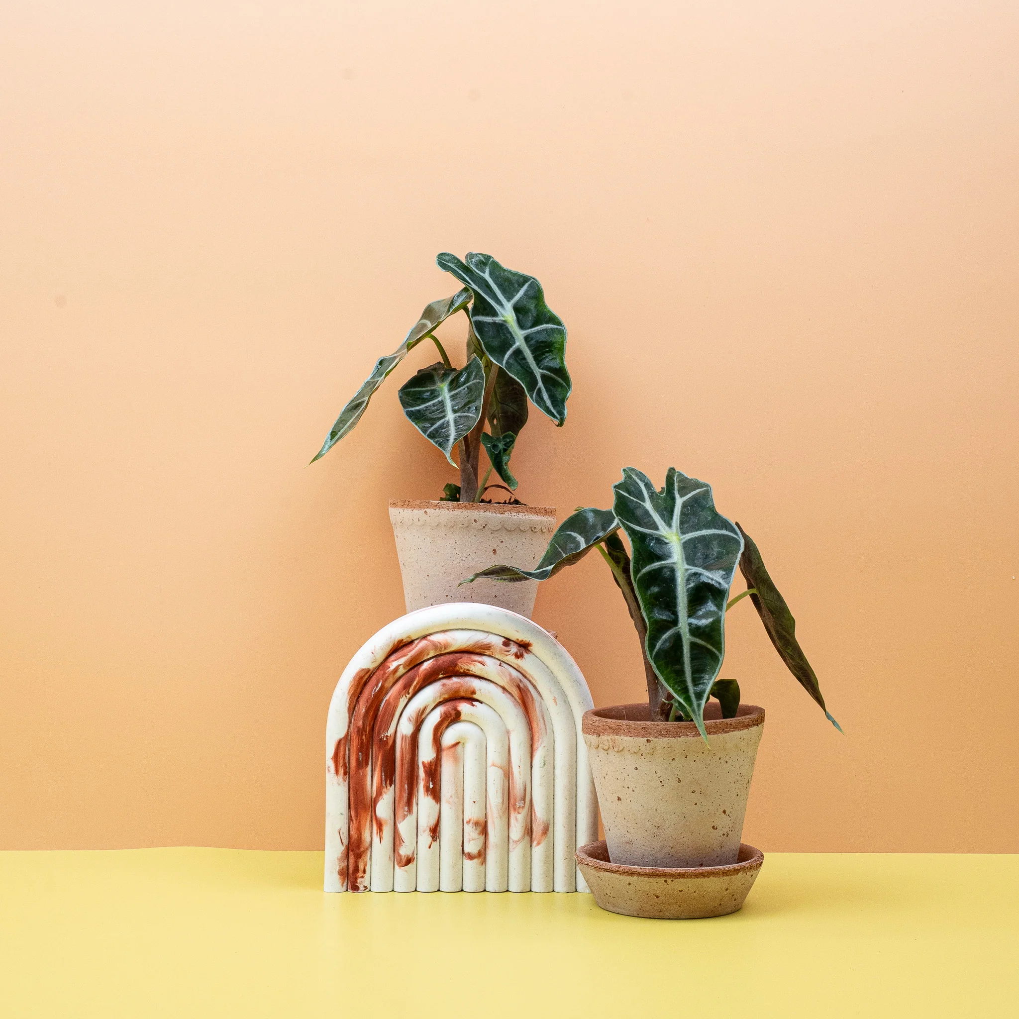 ALOCASIA AMAZONICA - Image 9