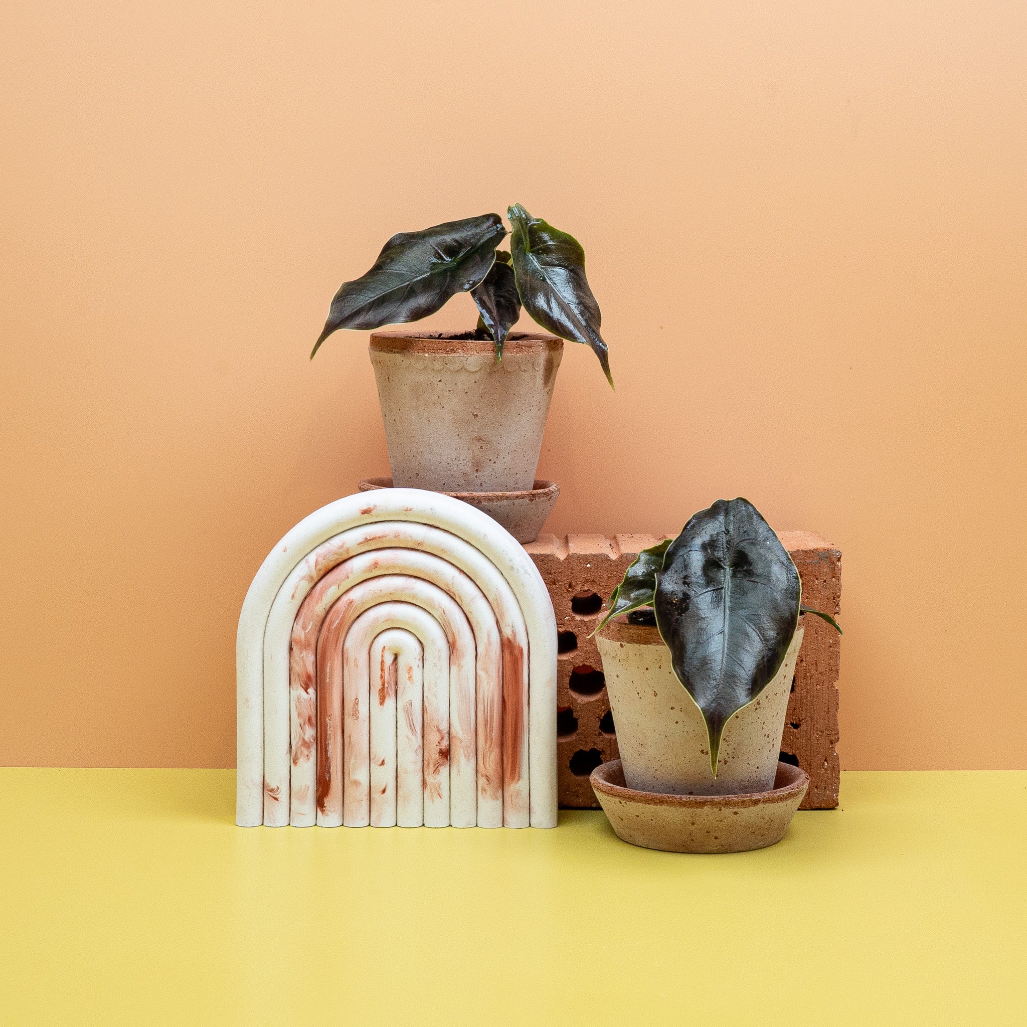 ALOCASIA AZLANII - Image 10