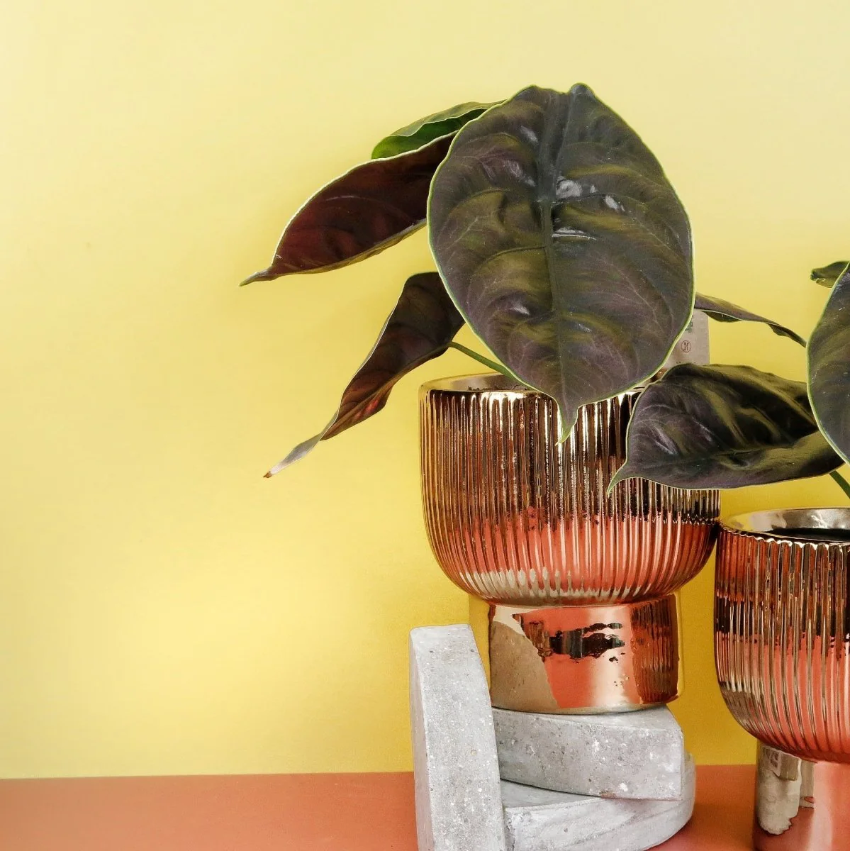 ALOCASIA AZLANII - Image 3