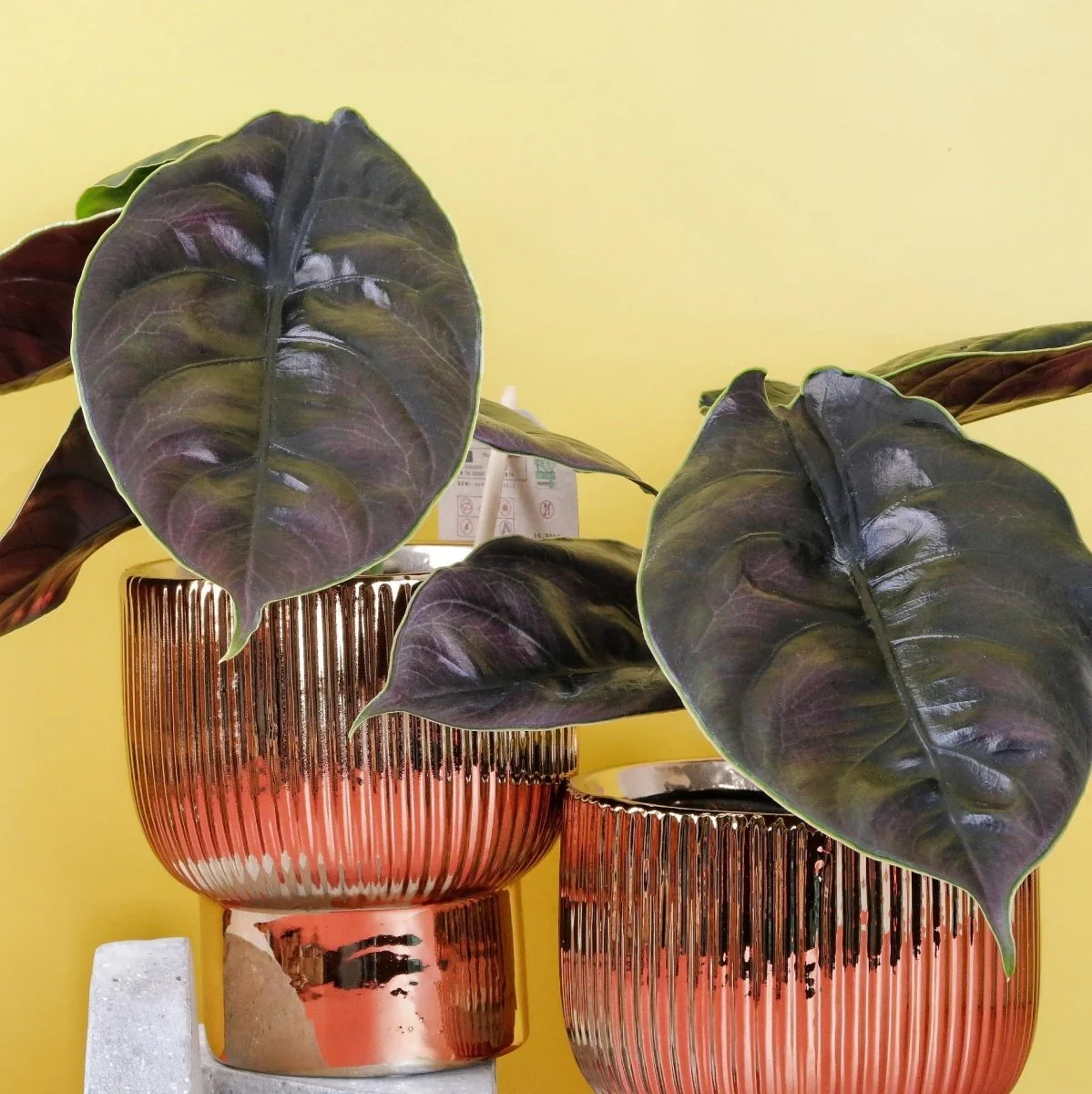 ALOCASIA AZLANII - Image 4