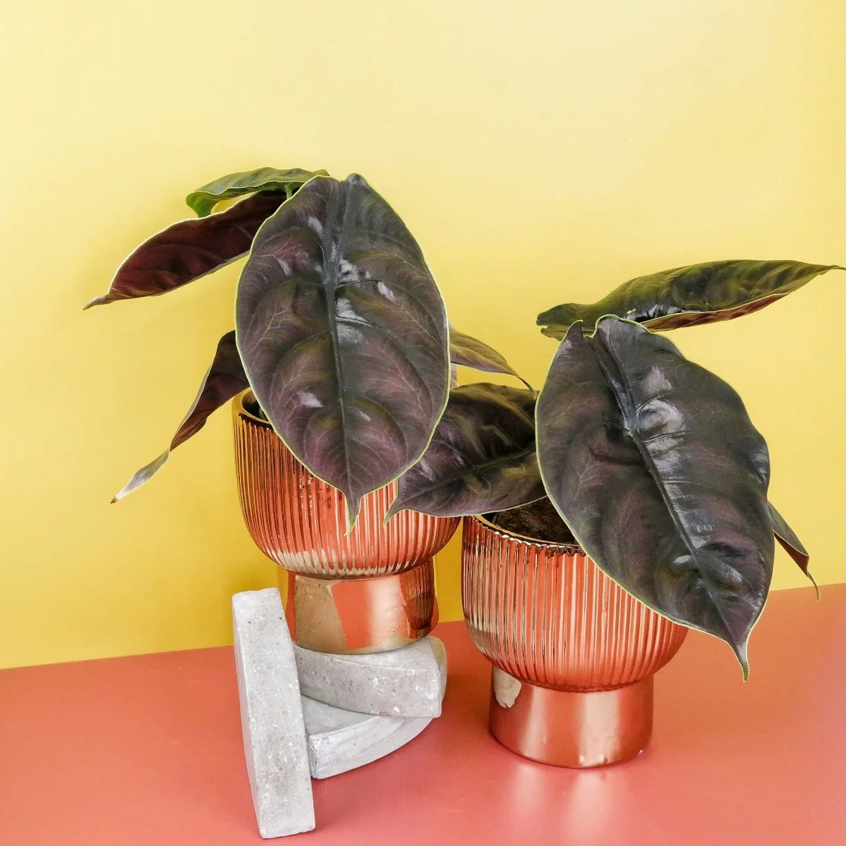 ALOCASIA AZLANII - Image 5