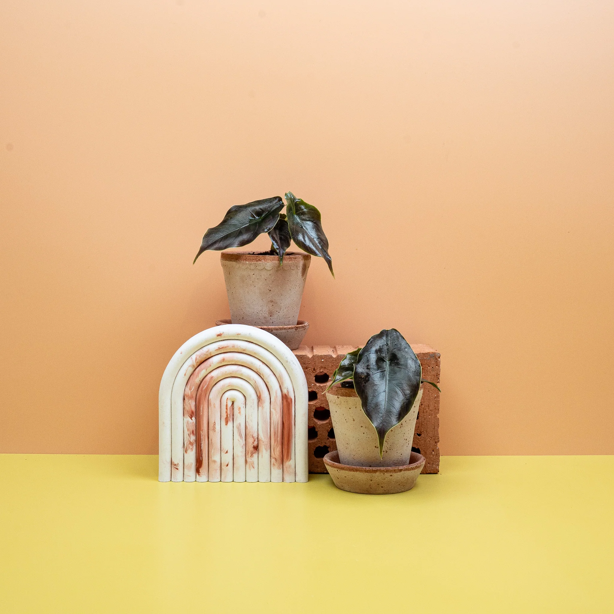 ALOCASIA AZLANII - Image 6