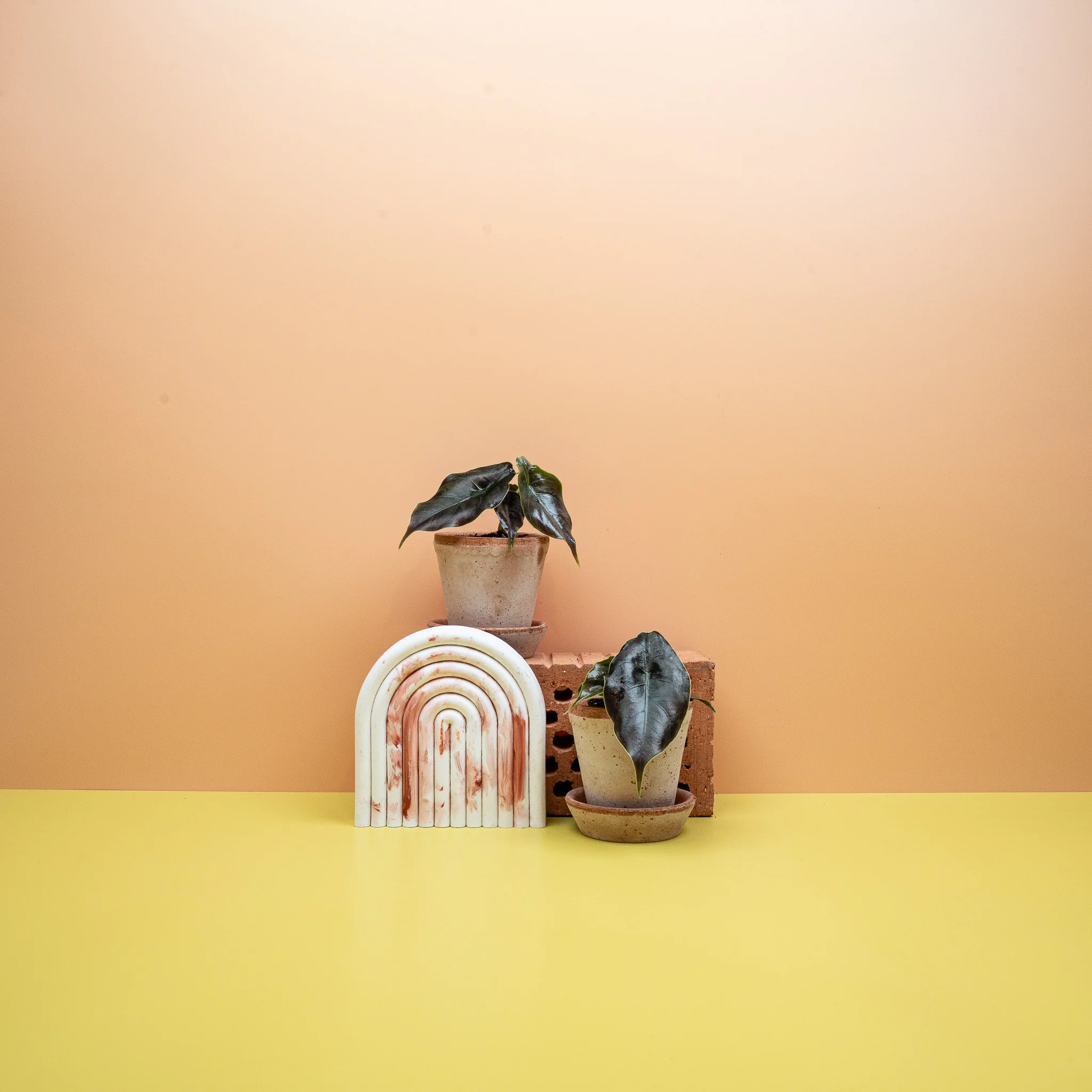 ALOCASIA AZLANII - Image 7