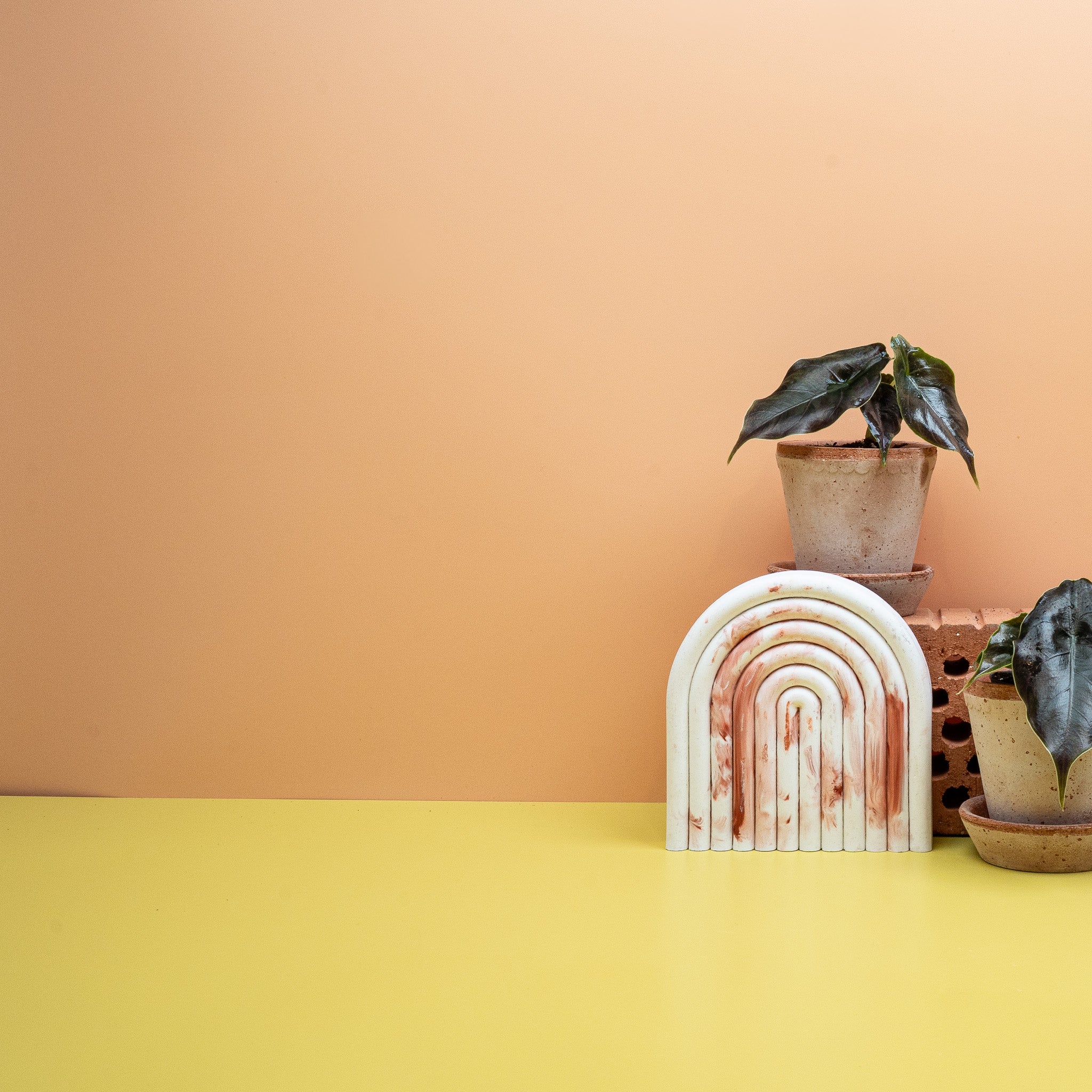 ALOCASIA AZLANII - Image 8