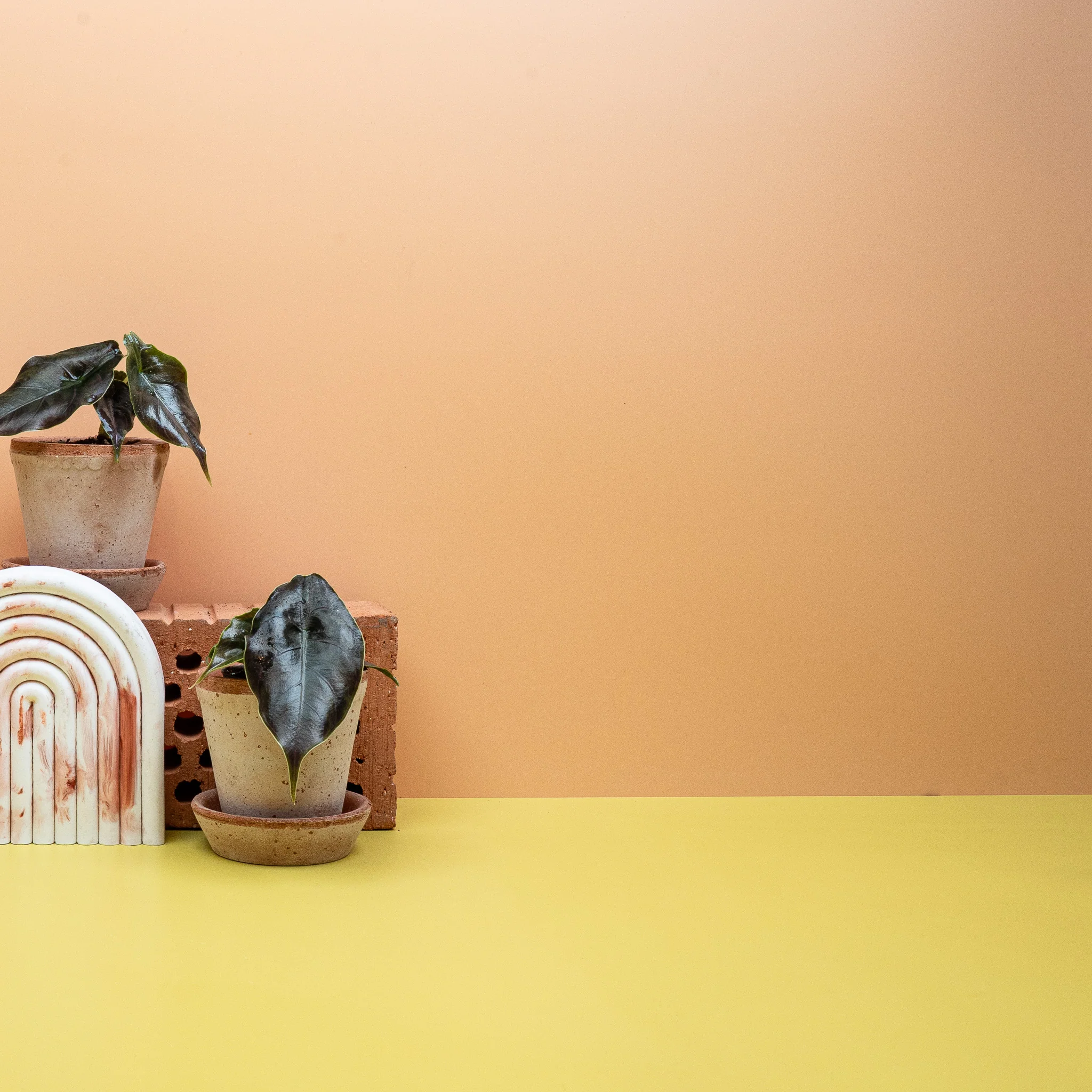 ALOCASIA AZLANII - Image 9