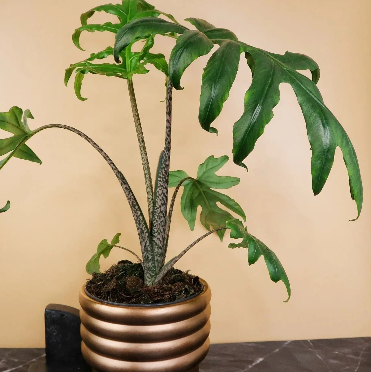 ALOCASIA BRANCIFOLIA PINK PASSION - Image 3