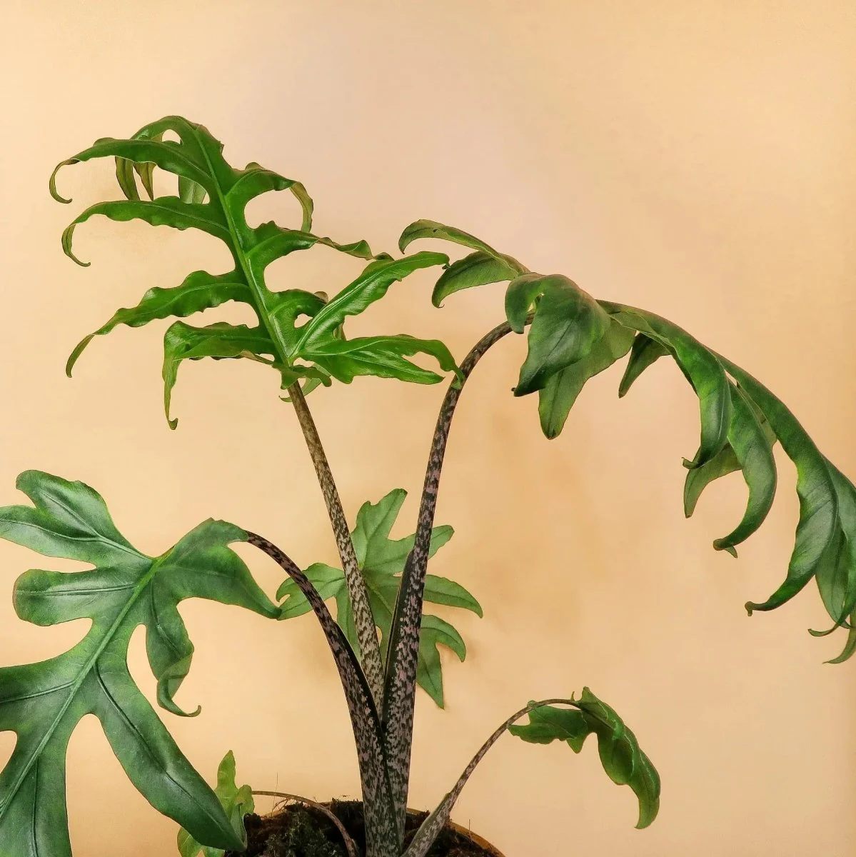 ALOCASIA BRANCIFOLIA PINK PASSION - Image 5