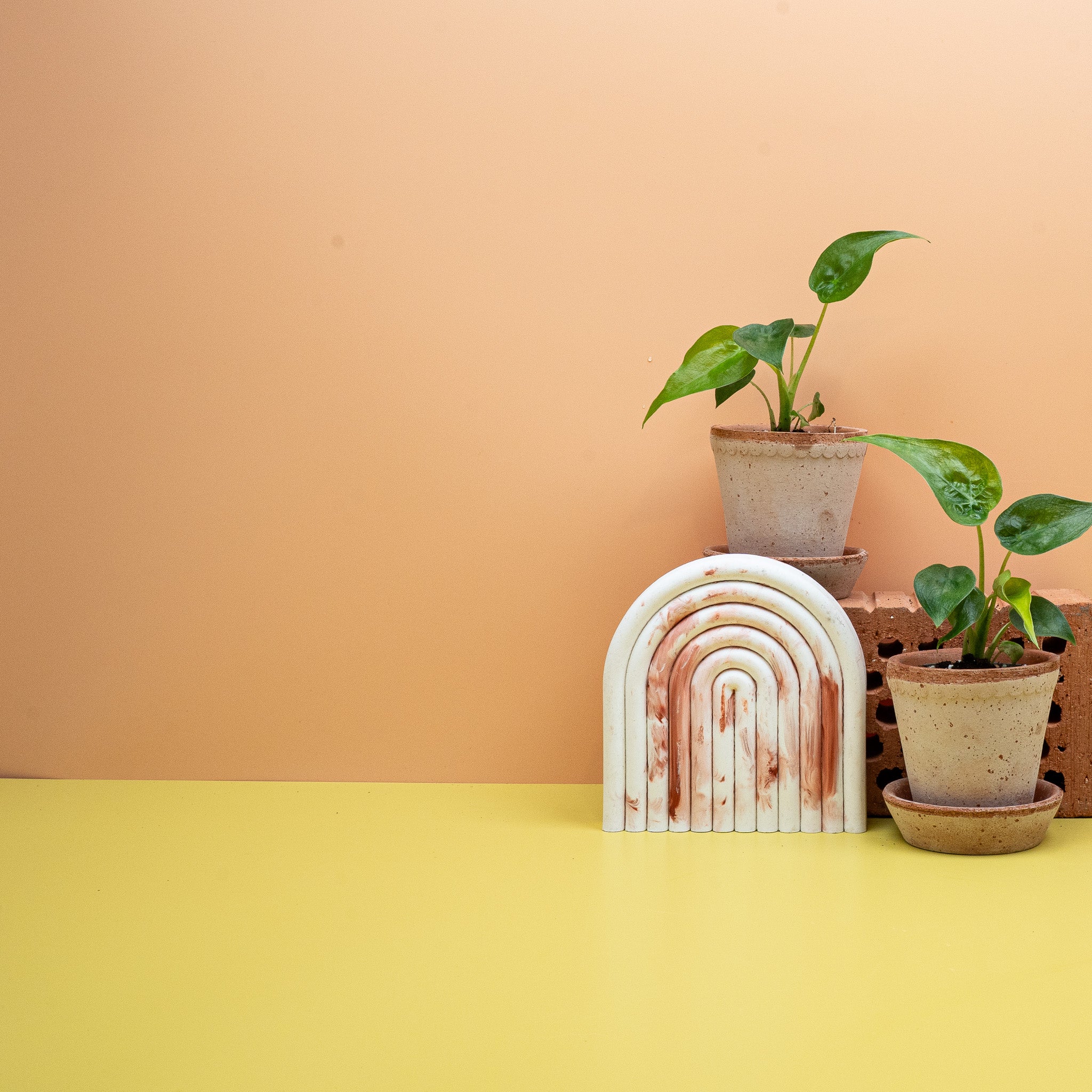 ALOCASIA CUCULLATA - Image 4