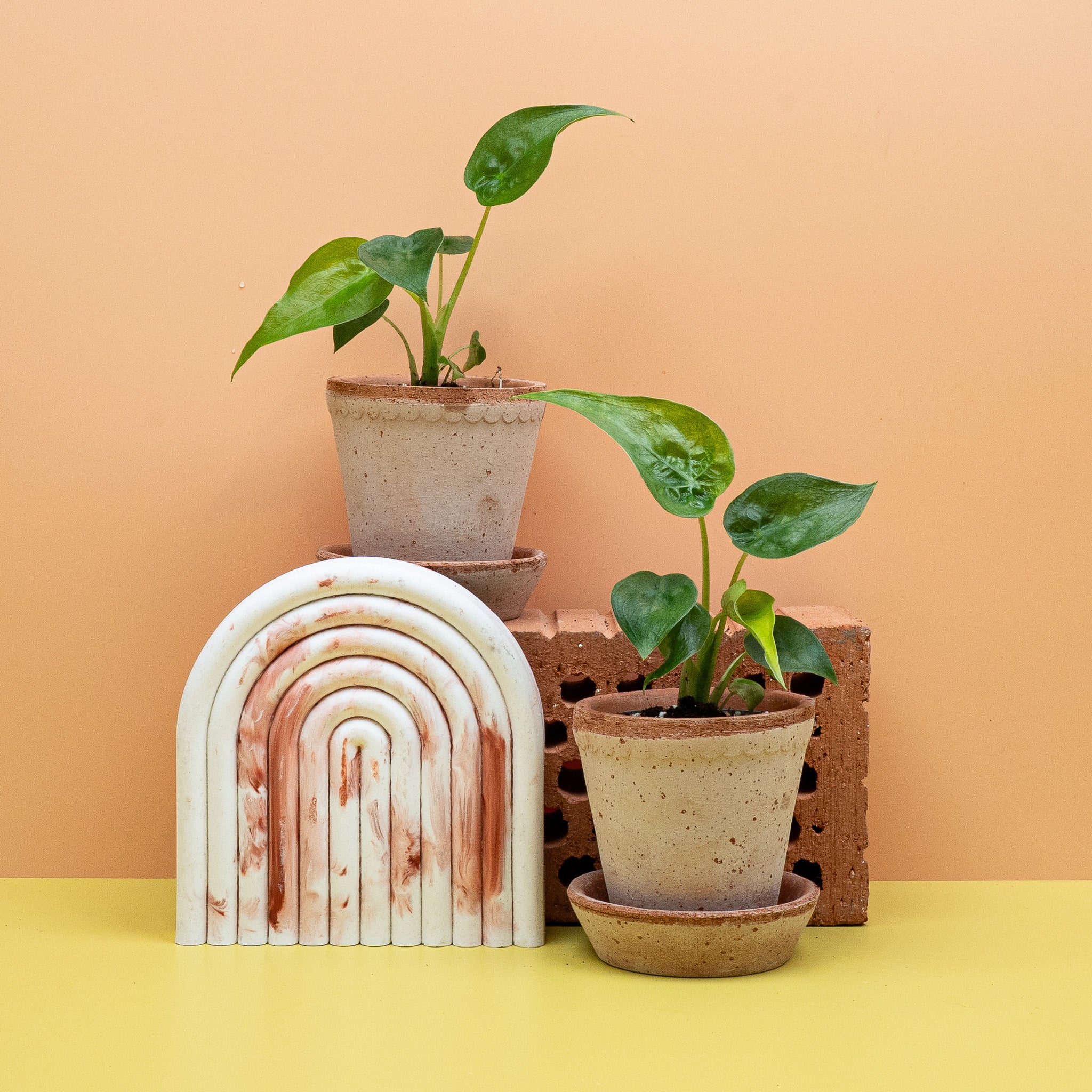 ALOCASIA CUCULLATA - Image 5