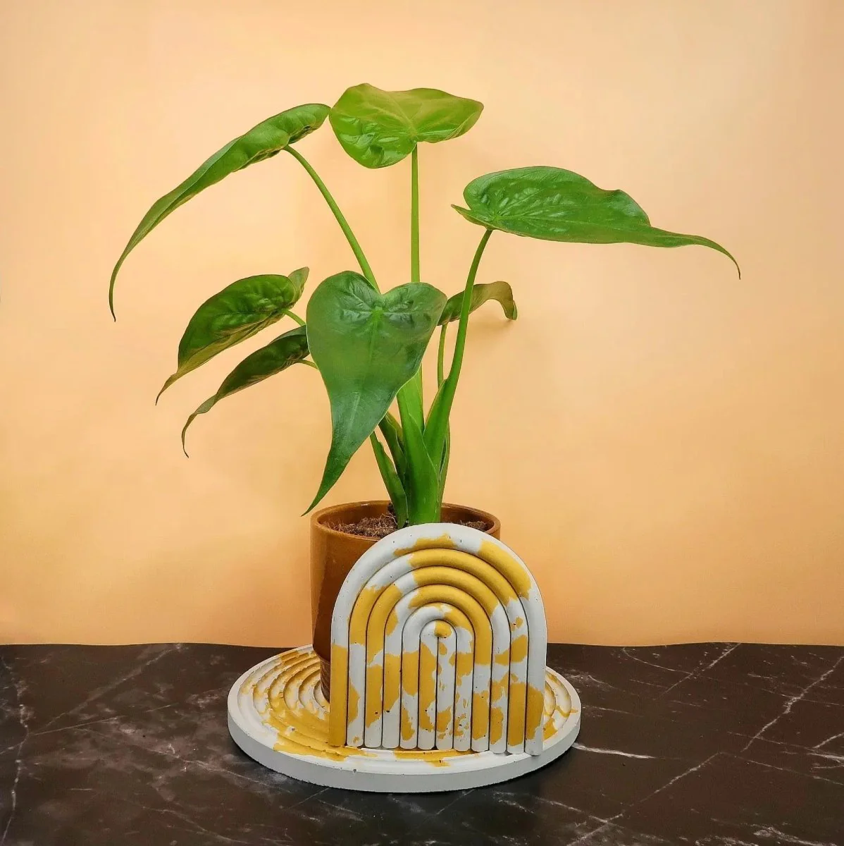 ALOCASIA CUCULLATA - Image 6