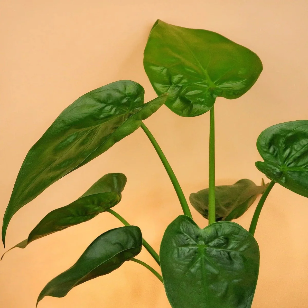 ALOCASIA CUCULLATA - Image 7