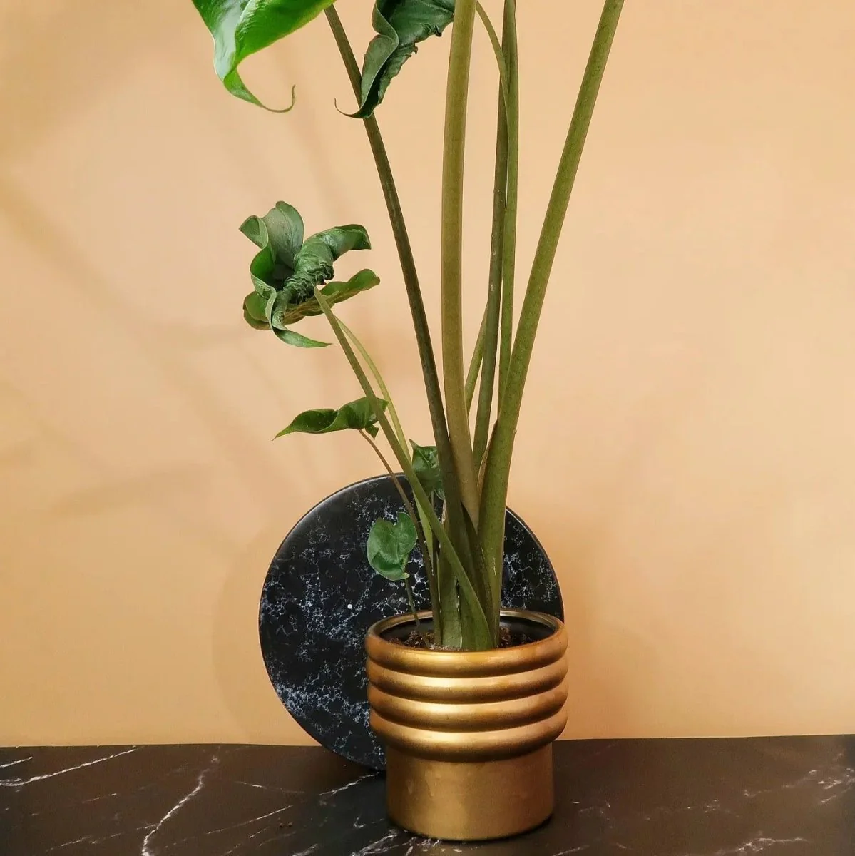 ALOCASIA DRAGON TAIL - Image 3