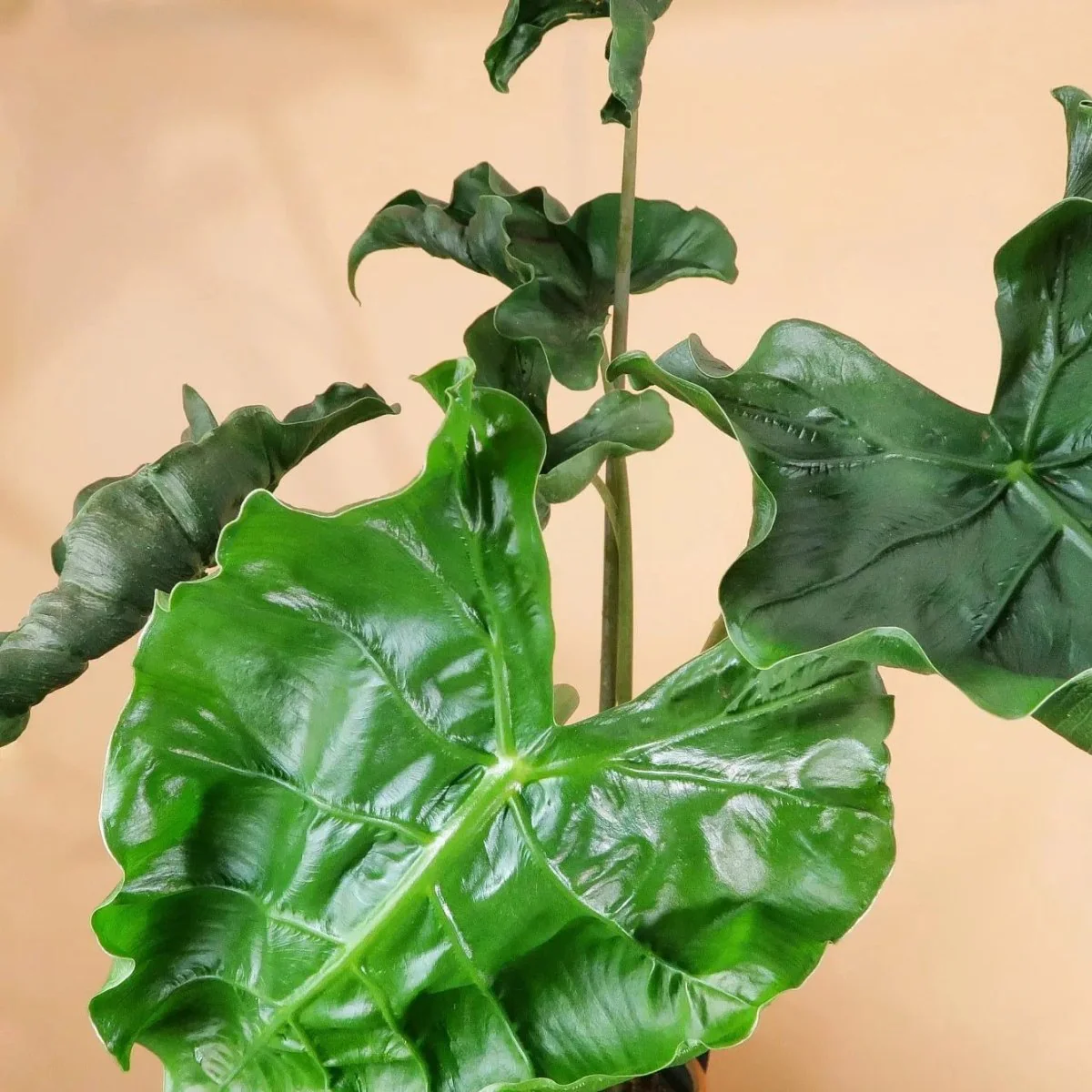 ALOCASIA DRAGON TAIL - Image 4