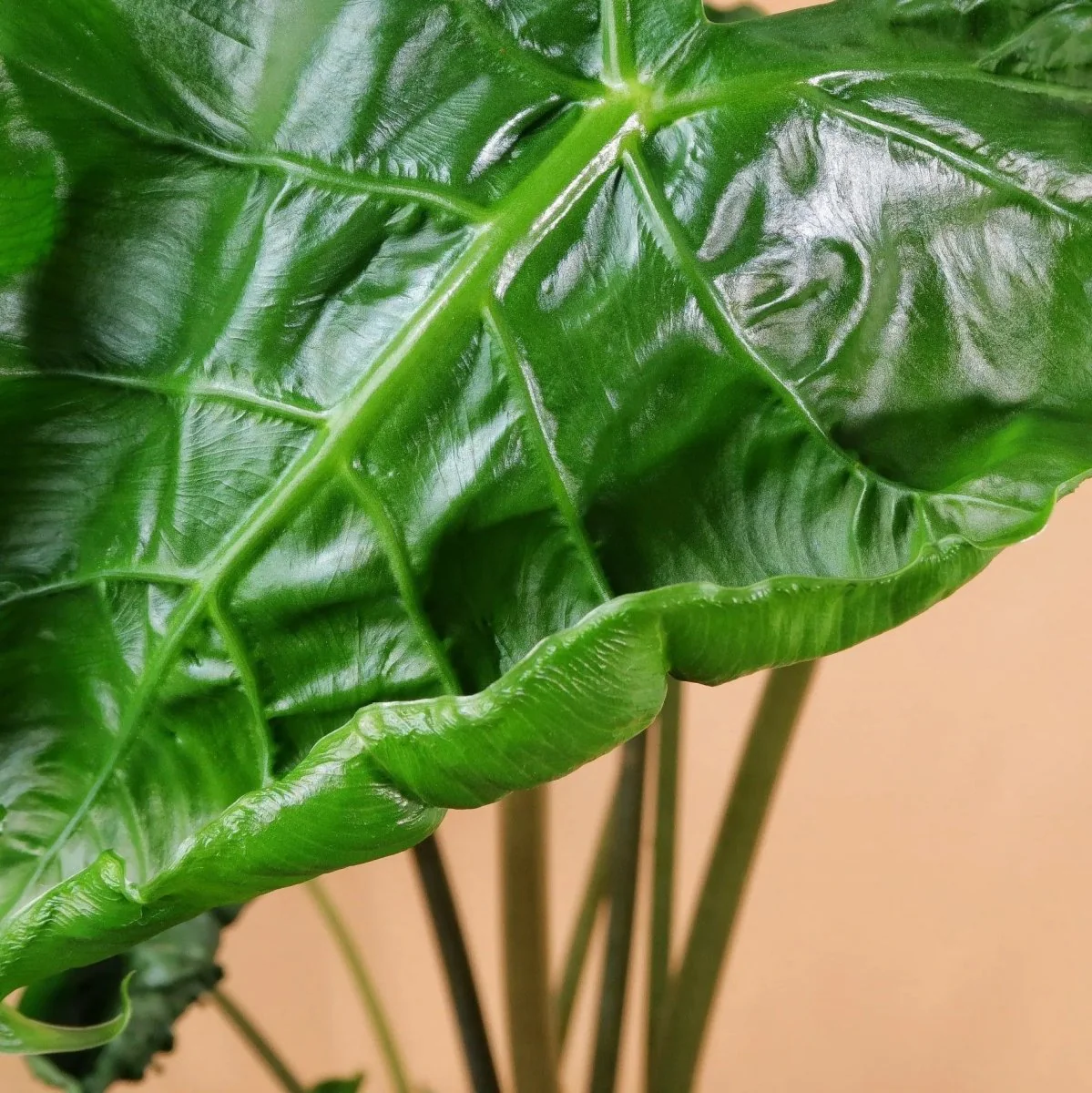 ALOCASIA DRAGON TAIL - Image 5