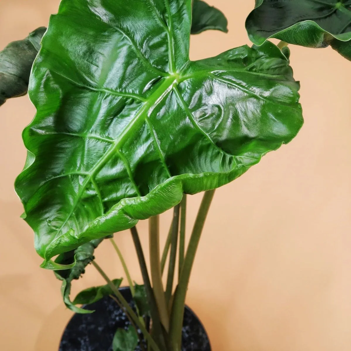 ALOCASIA DRAGON TAIL - Image 6