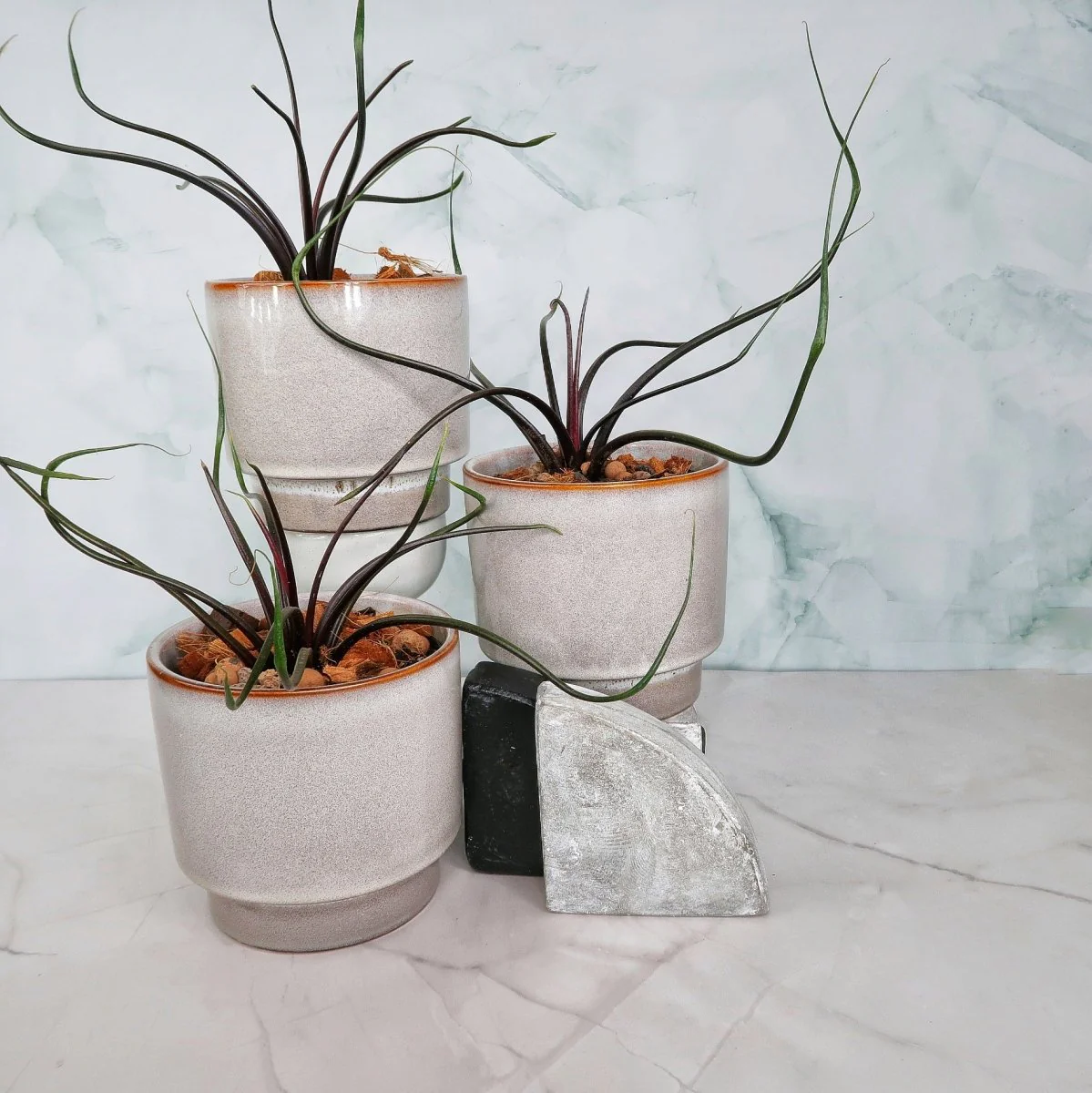 ALOCASIA FLYING SQUID - Image 3