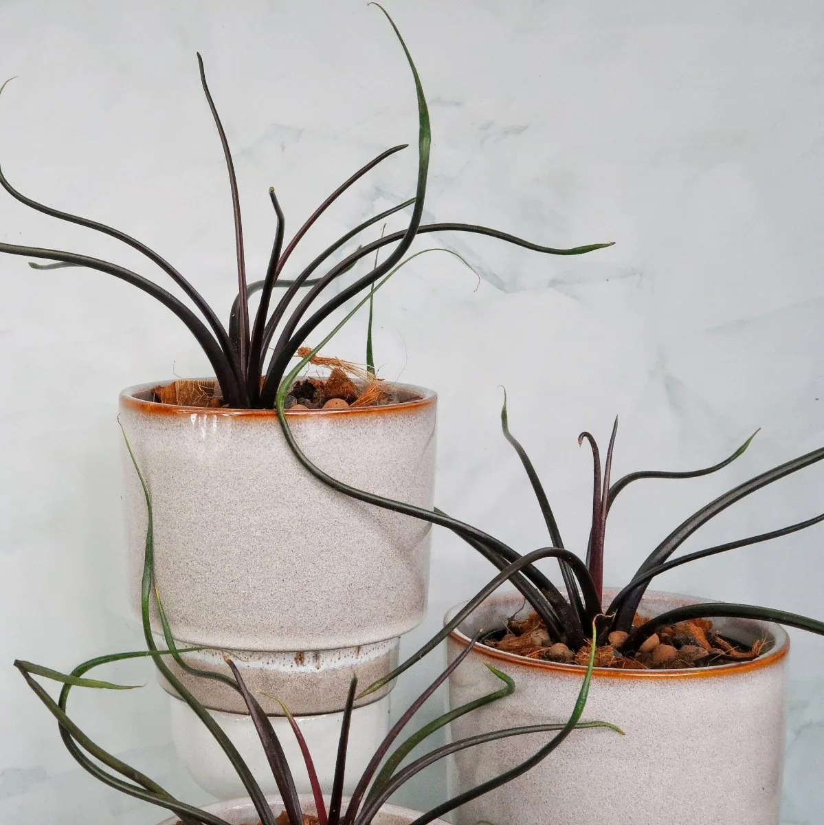 ALOCASIA FLYING SQUID - Image 5