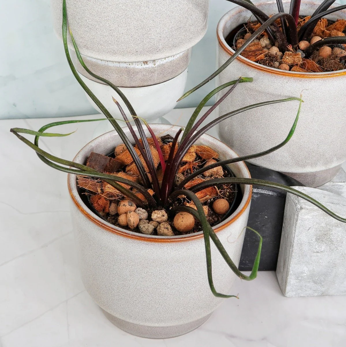 ALOCASIA FLYING SQUID - Image 6