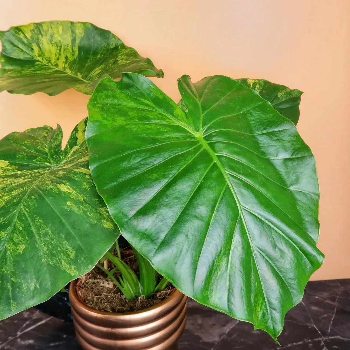 ALOCASIA GAGEANA VARIEGATA - Image 4