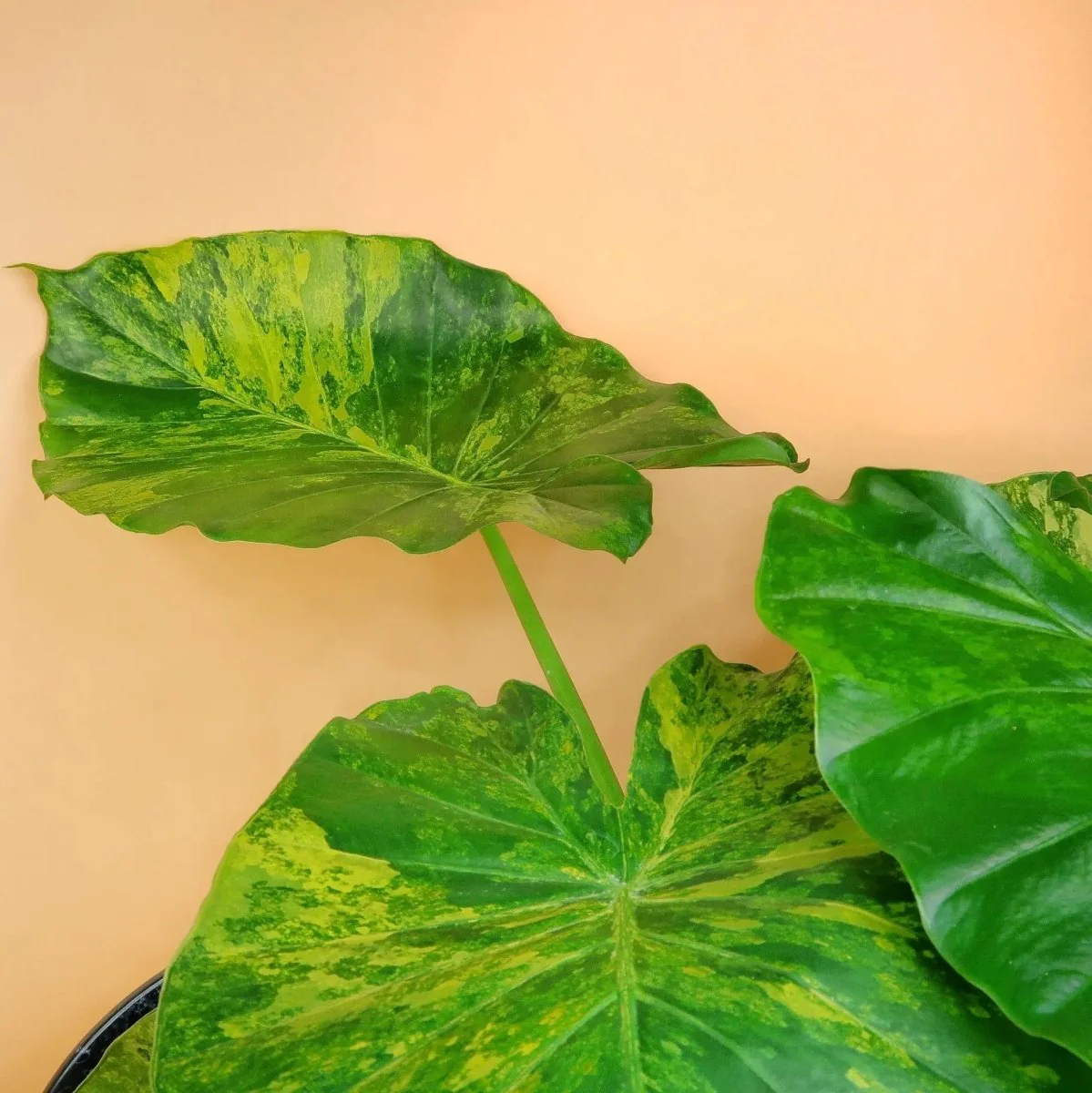 ALOCASIA GAGEANA VARIEGATA - Image 5
