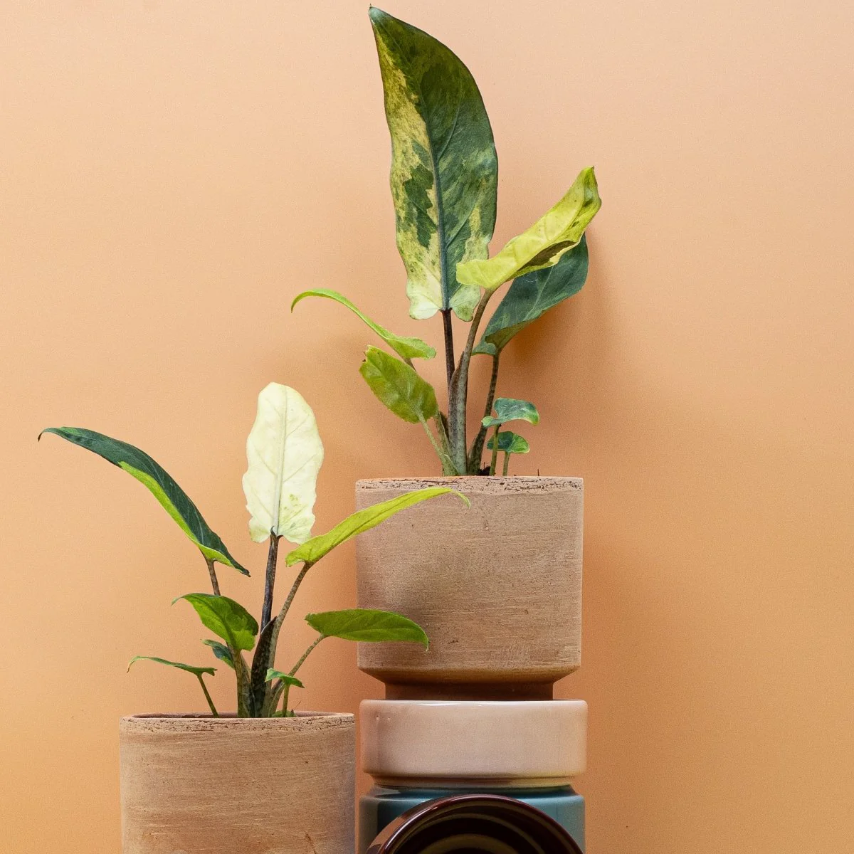 ALOCASIA LAUTERBACHIANA VARIEGATA AUREA - Image 10