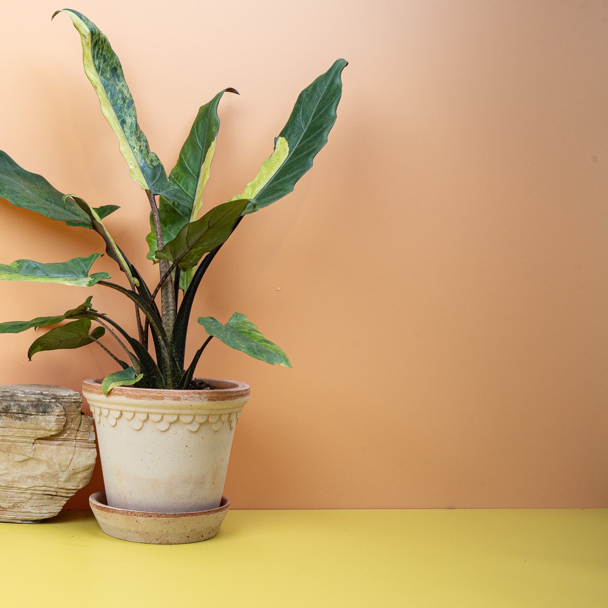 ALOCASIA LAUTERBACHIANA VARIEGATA AUREA - Image 3