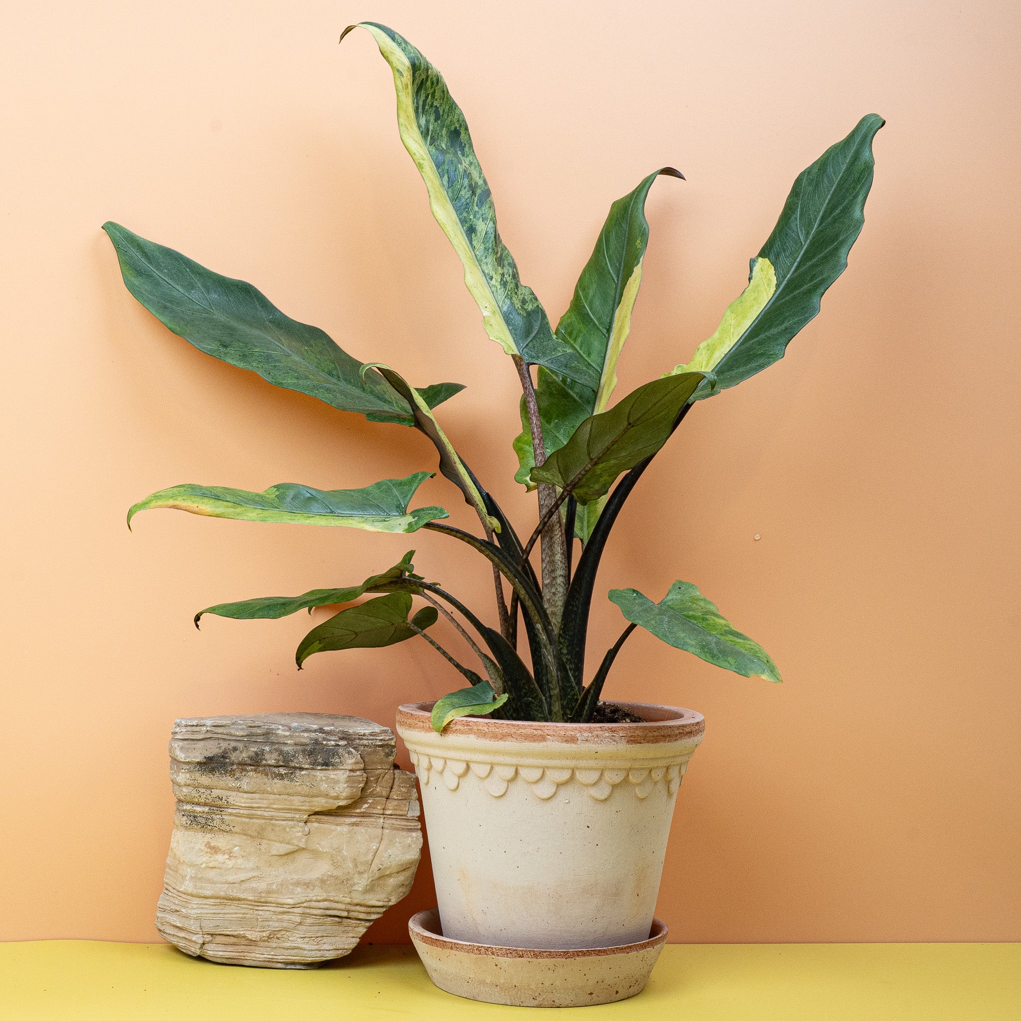 ALOCASIA LAUTERBACHIANA VARIEGATA AUREA - Image 4