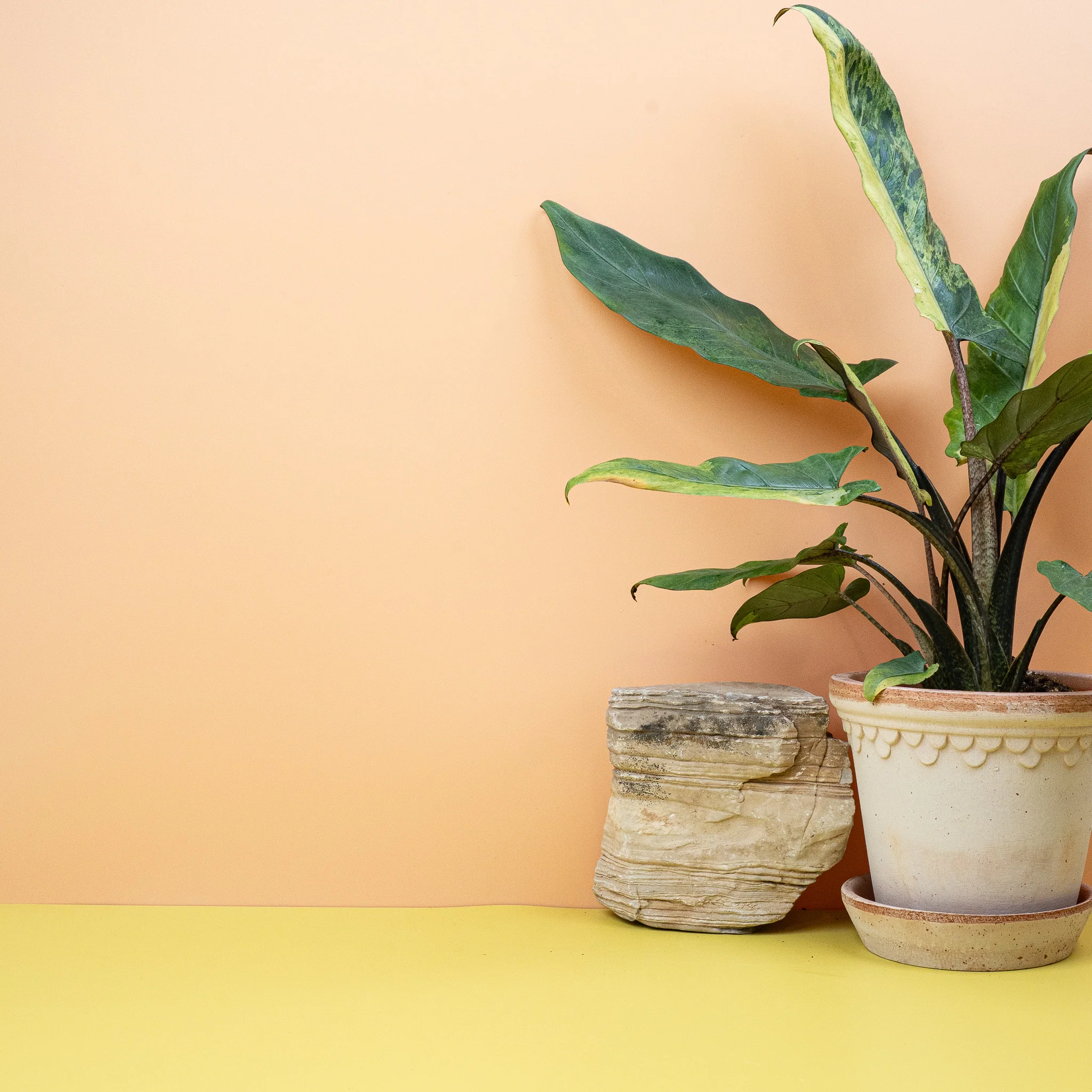 ALOCASIA LAUTERBACHIANA VARIEGATA AUREA - Image 5