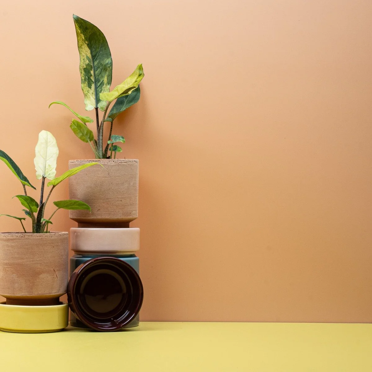 ALOCASIA LAUTERBACHIANA VARIEGATA AUREA - Image 7