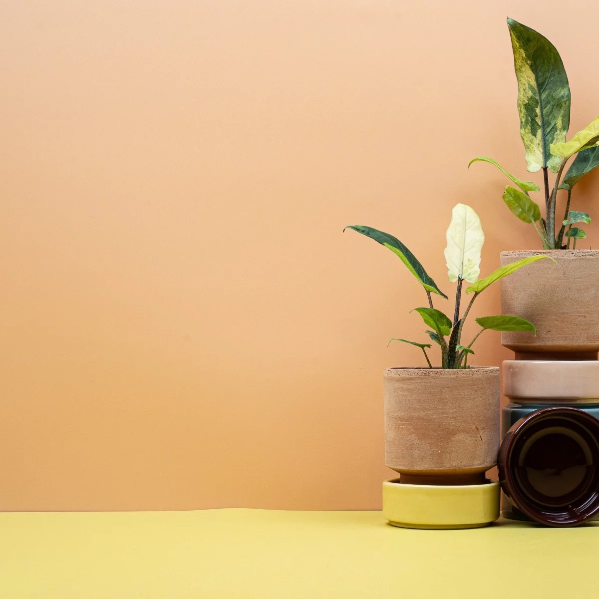 ALOCASIA LAUTERBACHIANA VARIEGATA AUREA - Image 8