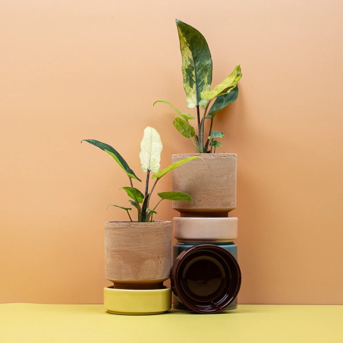 ALOCASIA LAUTERBACHIANA VARIEGATA AUREA - Image 9