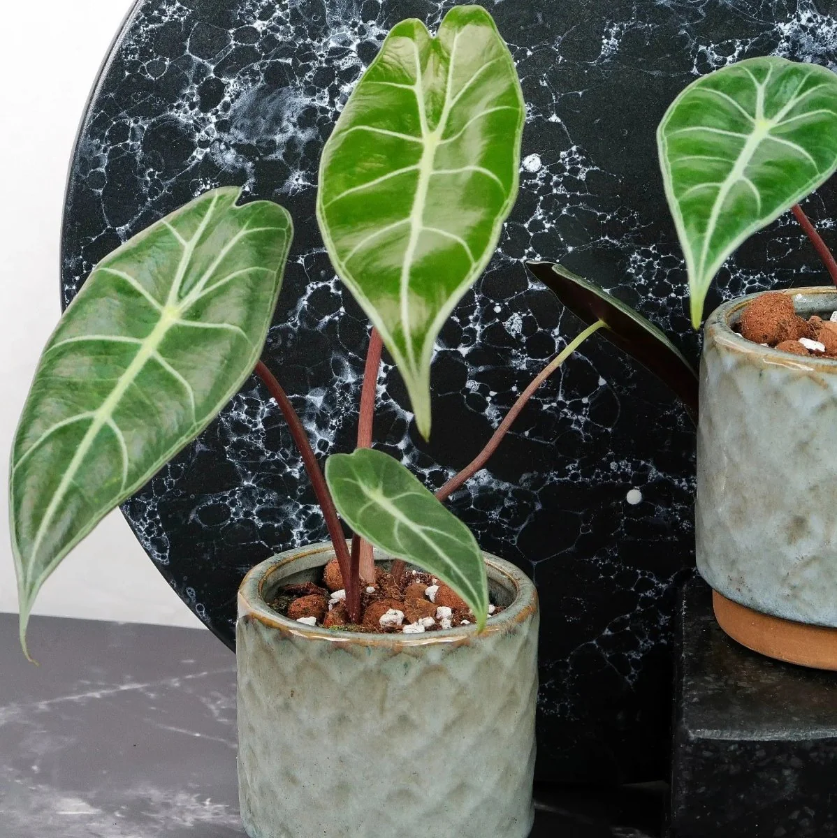 ALOCASIA LONGILOBA - Image 10