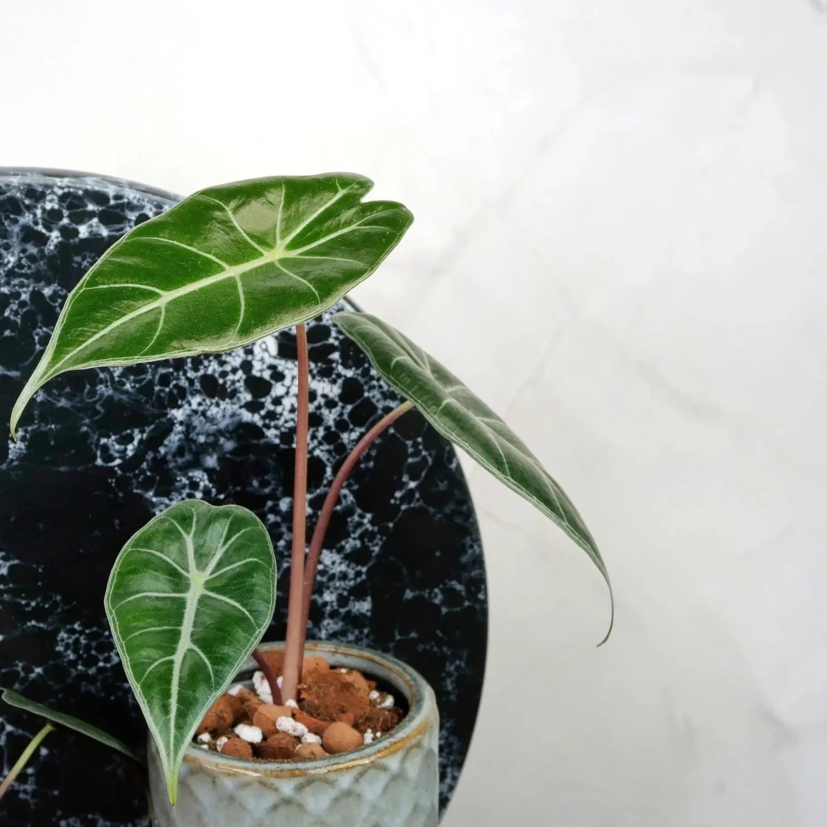 ALOCASIA LONGILOBA - Image 11