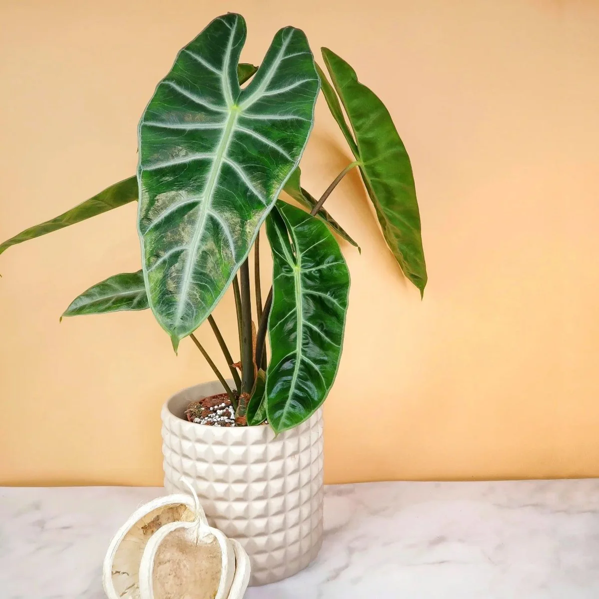 ALOCASIA LONGILOBA - Image 3
