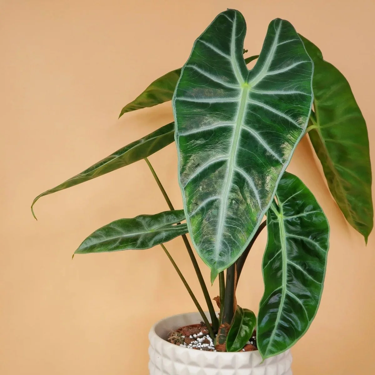 ALOCASIA LONGILOBA - Image 4
