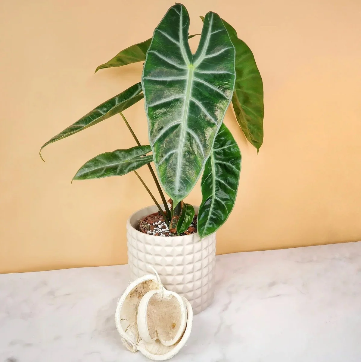 ALOCASIA LONGILOBA - Image 5
