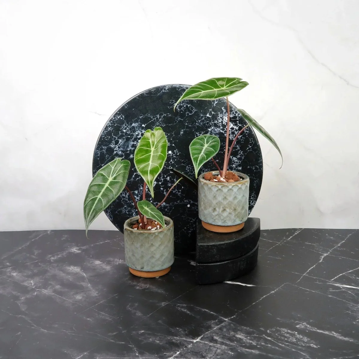 ALOCASIA LONGILOBA - Image 6