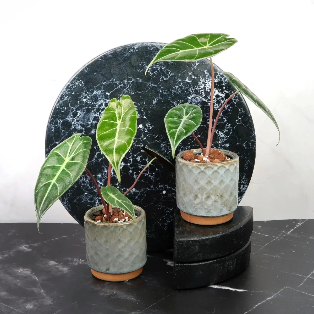 ALOCASIA LONGILOBA - Image 7