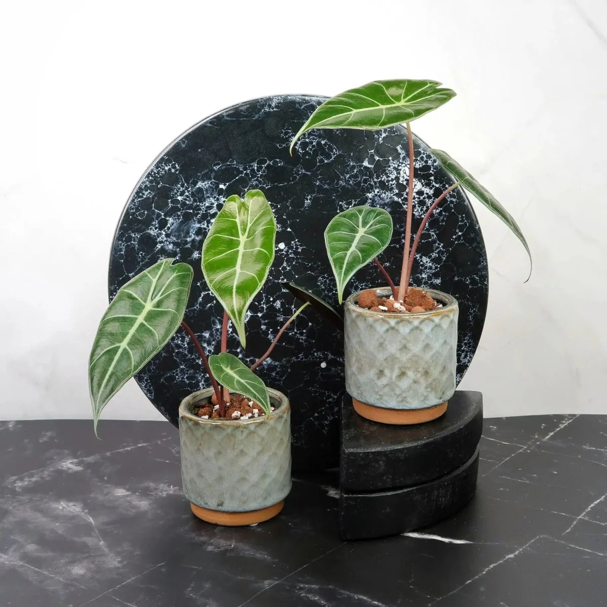 ALOCASIA LONGILOBA - Image 9