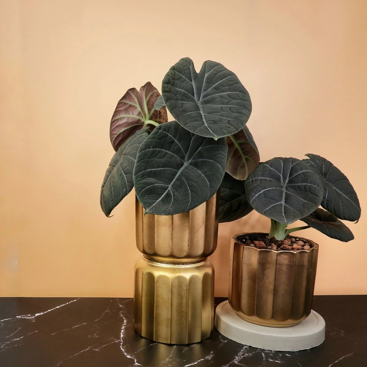 ALOCASIA MAHARANI - Image 3